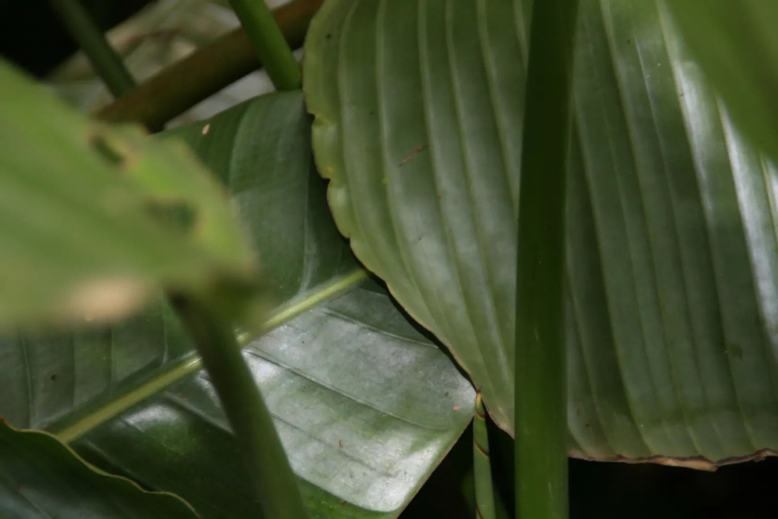 Giant White Bird Of Paradise (Strelitzia Nicolai) — relaxed feel to the plant's visual presentation.<br><br>Characterized by its arresting, image 95