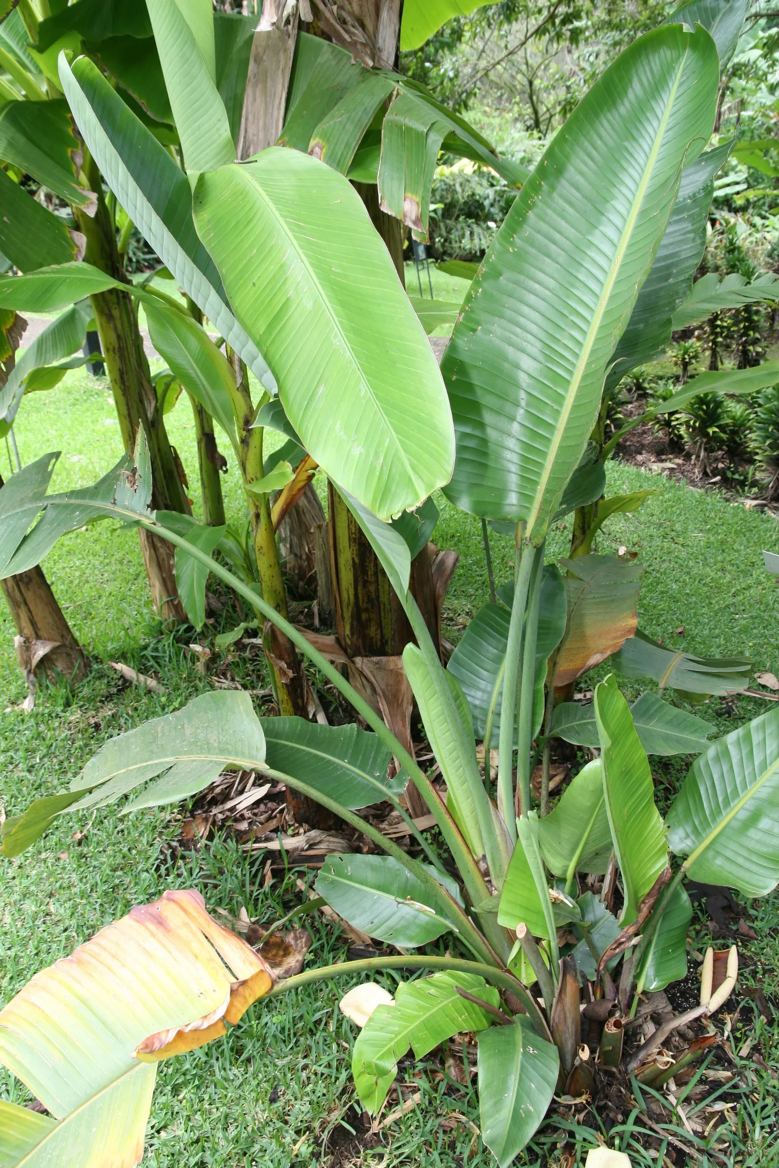 Giant White Bird Of Paradise (Strelitzia Nicolai) — it is crucial to allow ample space for the plant to expand and reach maturity
