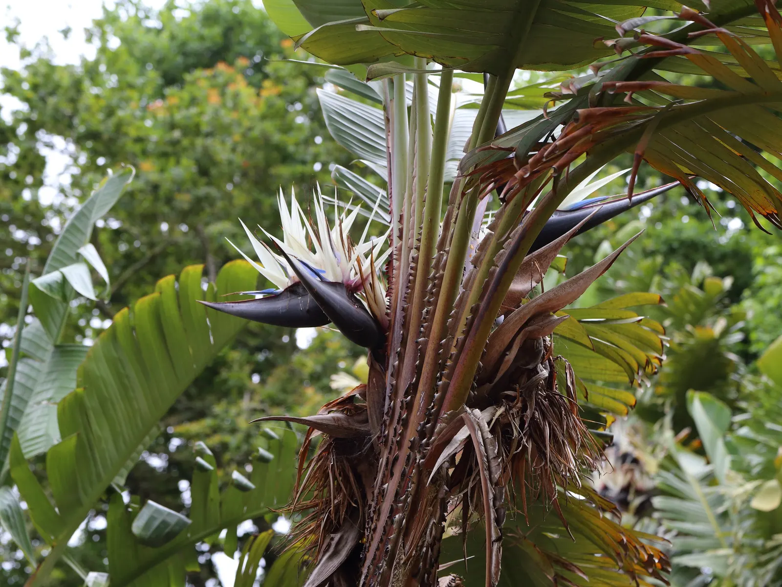 Giant White Bird Of Paradise (Strelitzia Nicolai) — Strelitzia nicolai prefers warm environments and is hardy in USDA zones 10 to 11; resembling, image 103