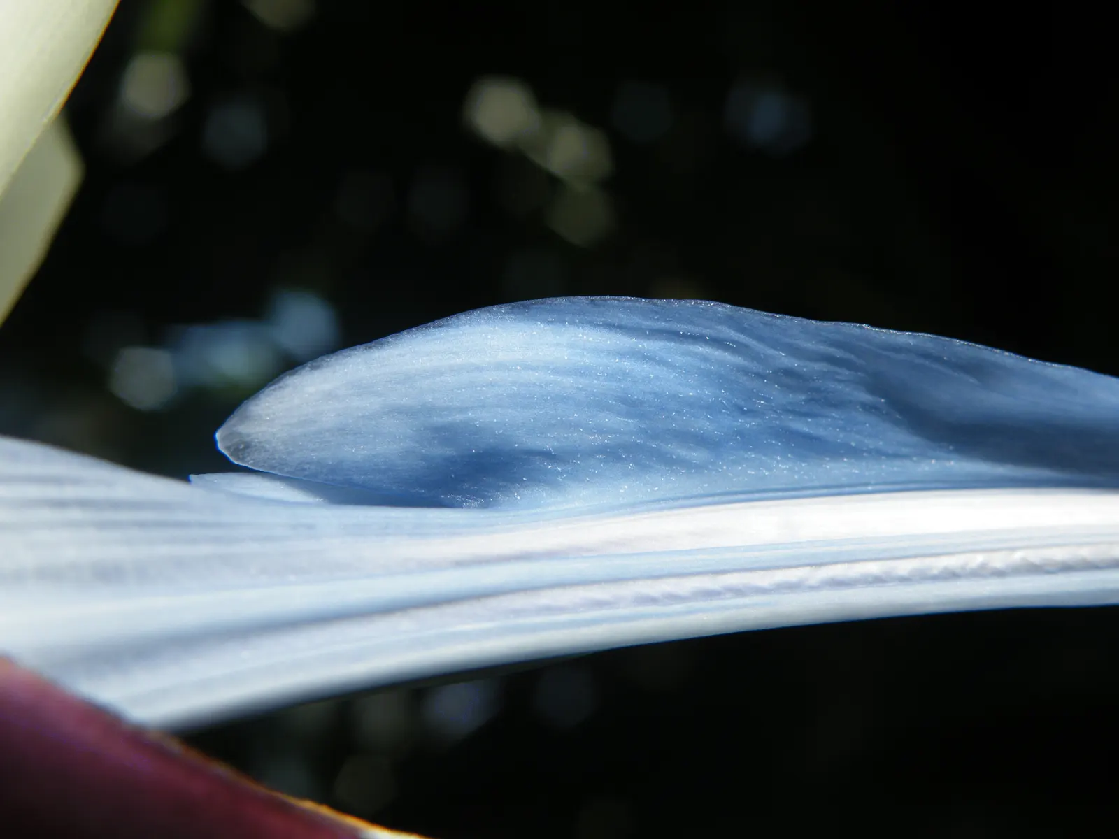 Giant White Bird Of Paradise (Strelitzia Nicolai) — paddle-shaped leaves that reach up to 8 ft long; it requires space to accommodate its spread of, image 82