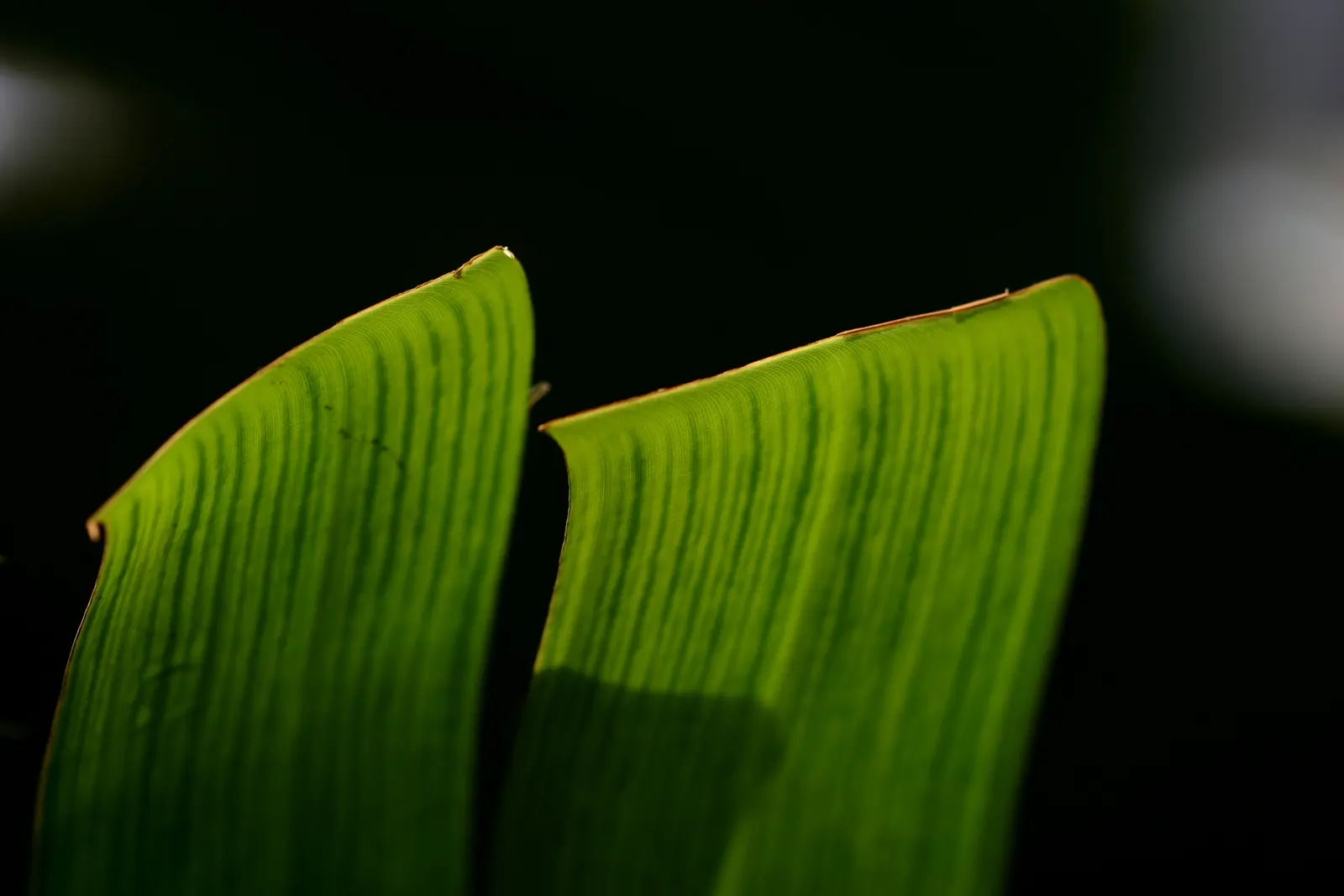 Giant White Bird Of Paradise (Strelitzia Nicolai) — paddle-shaped leaves that reach up to 8 ft long; it requires space to accommodate its spread of, image 55