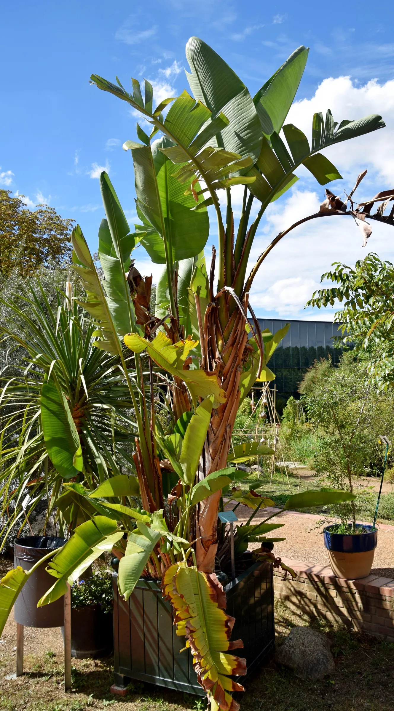 Giant White Bird Of Paradise (Strelitzia Nicolai) — the Giant White Bird of Paradise presents a robust silhouette