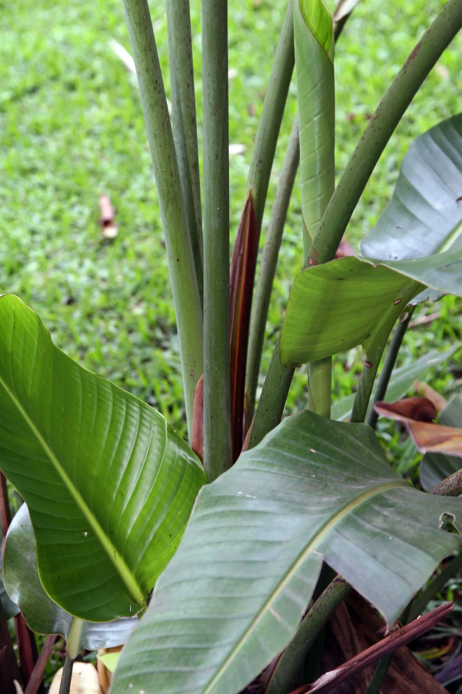 Giant White Bird Of Paradise (Strelitzia Nicolai) — particularly suitable for large open spaces that allow for its full development.<br><br>Adorned, image 117