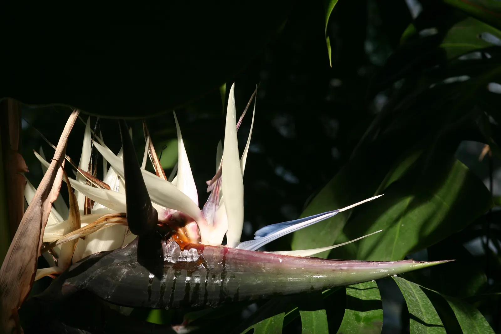 Giant White Bird Of Paradise (Strelitzia Nicolai) — shrub / tree with white blooms; though blooms are more rarely seen in cooler regions, image 80