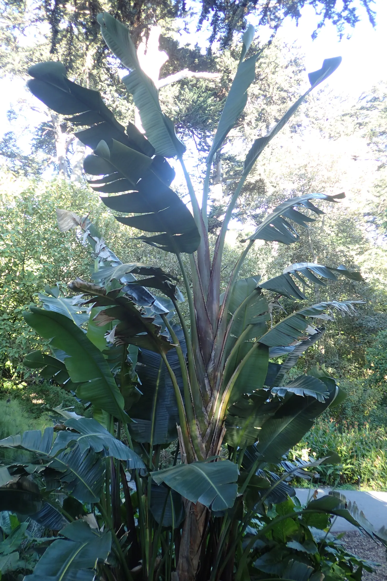 Giant White Bird Of Paradise (Strelitzia Nicolai) — This makes the plant a striking focal point in any landscape design; shrub / tree with white, image 116
