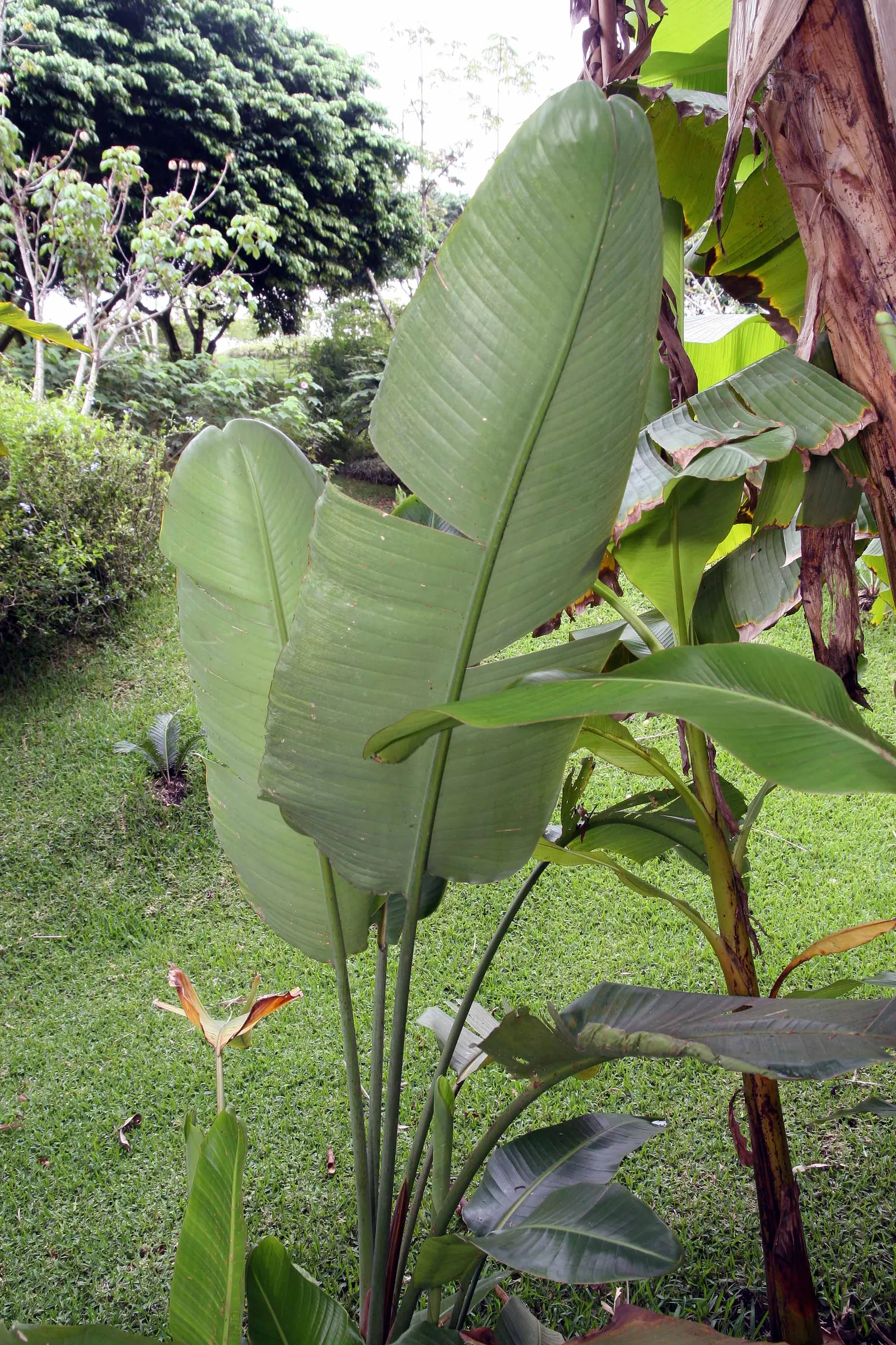 Giant White Bird Of Paradise (Strelitzia Nicolai) — resembling the head of an exotic bird; paddle-shaped leaves that reach up to 8 ft long, image 124