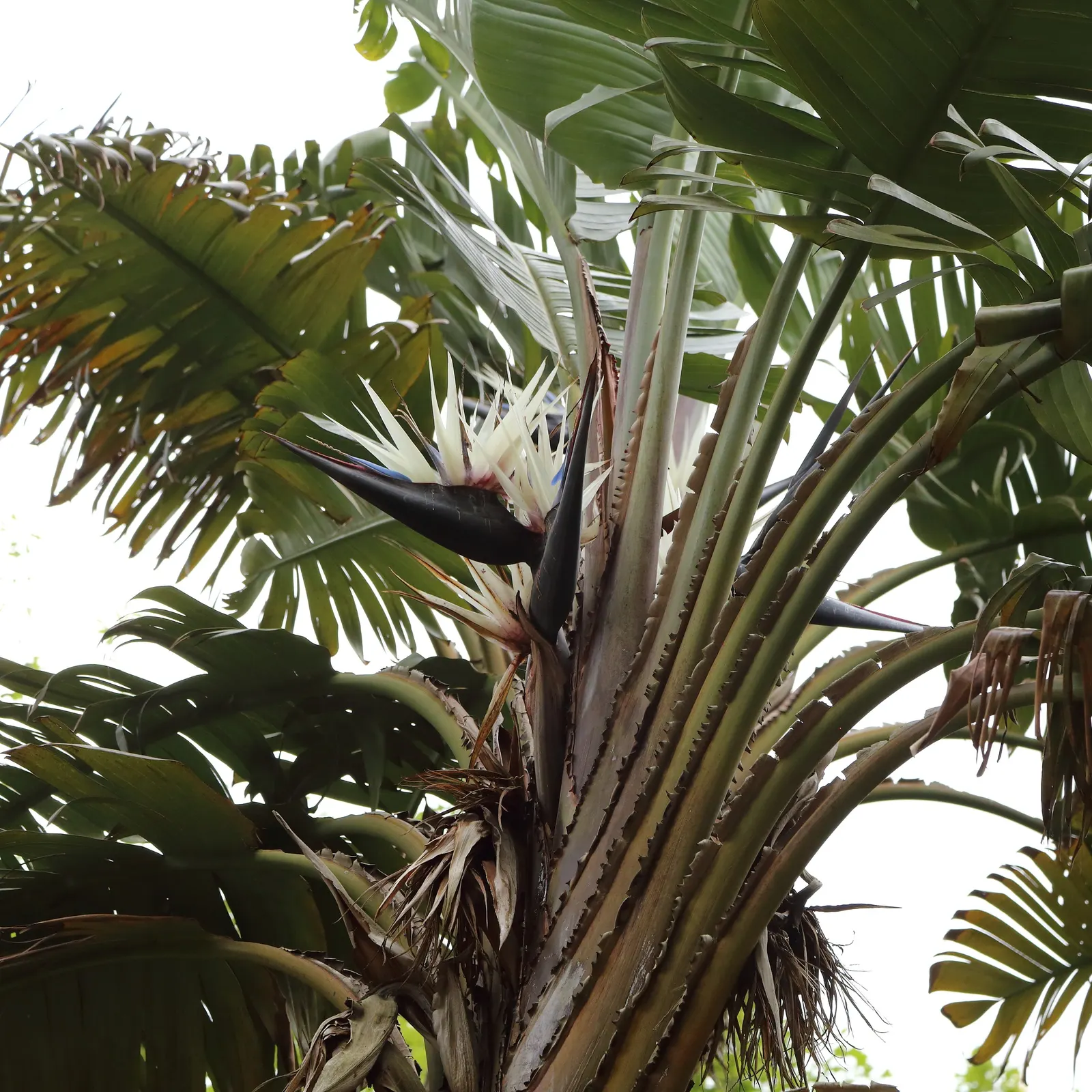 Giant White Bird Of Paradise (Strelitzia Nicolai) — it is crucial to allow ample space for the plant to expand and reach maturity, image 77