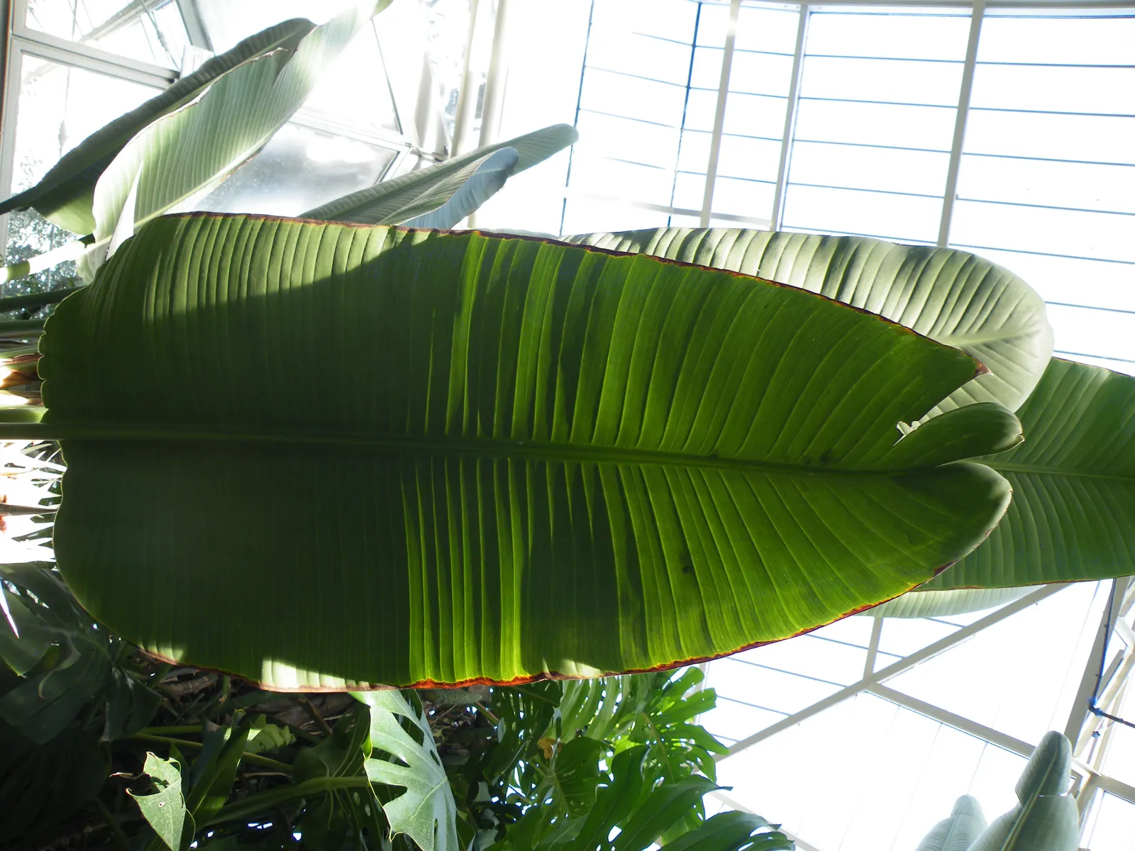 Giant White Bird Of Paradise (Strelitzia Nicolai) — The Giant White Bird of Paradise, or Strelitzia nicolai, is an imposing, tropical plant native to South