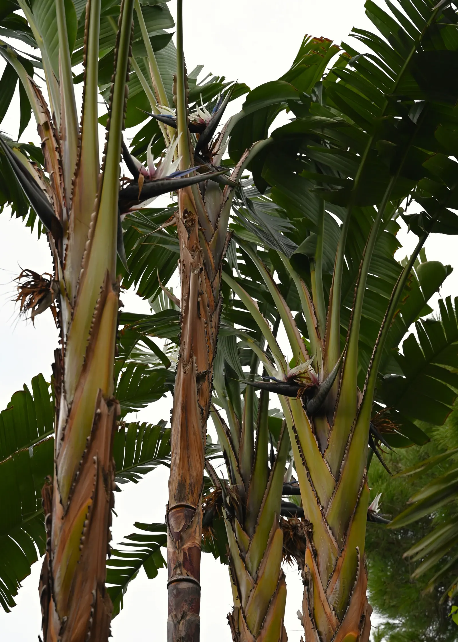 Giant White Bird Of Paradise (Strelitzia Nicolai) — The leaves themselves can grow to an impressive 5 to 8 feet in length and 2 to 3 feet in width, image 92