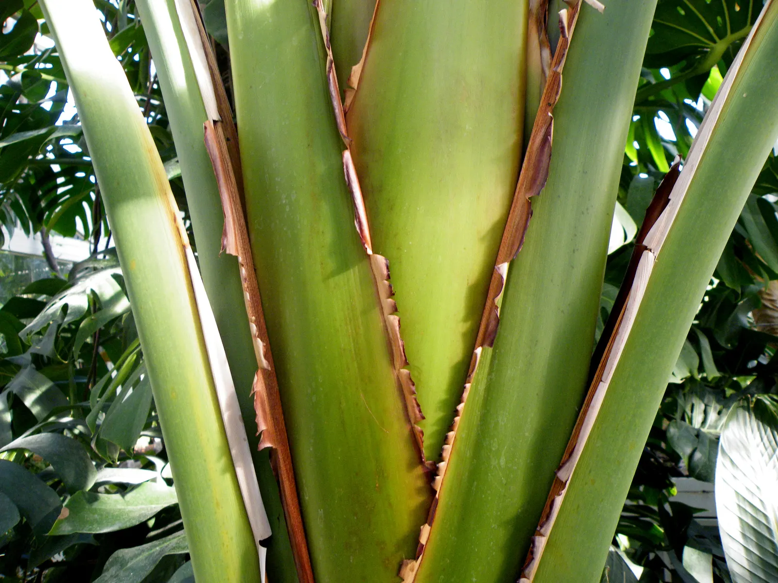 Giant White Bird Of Paradise (Strelitzia Nicolai) — it requires space to accommodate its spread of 6-10 ft; white flowers in the garden, image 112