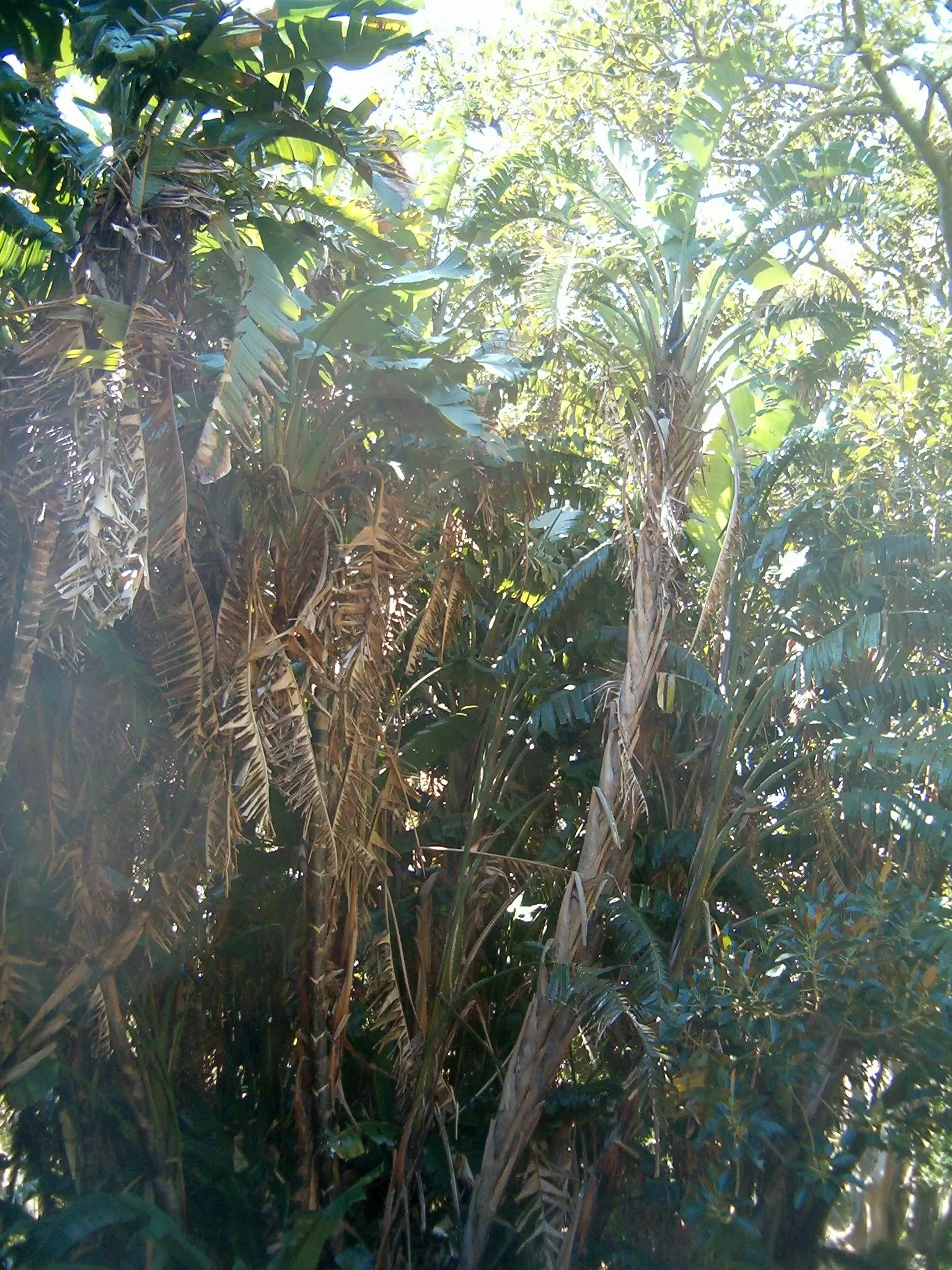 Giant White Bird Of Paradise (Strelitzia Nicolai) — resembling the head of an exotic bird; paddle-shaped leaves that reach up to 8 ft long
