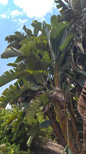 Giant White Bird Of Paradise (Strelitzia Nicolai) — relaxed feel to the plant's visual presentation.<br><br>Characterized by its arresting, image 41
