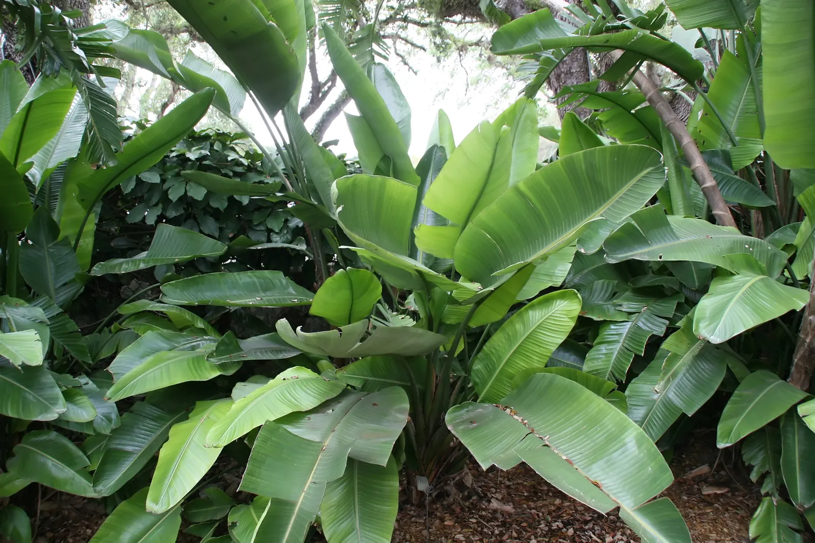 Giant White Bird Of Paradise (Strelitzia Nicolai) — requiring well-drained soil conditions; its striking blue and white flowers resemble an exotic, image 74