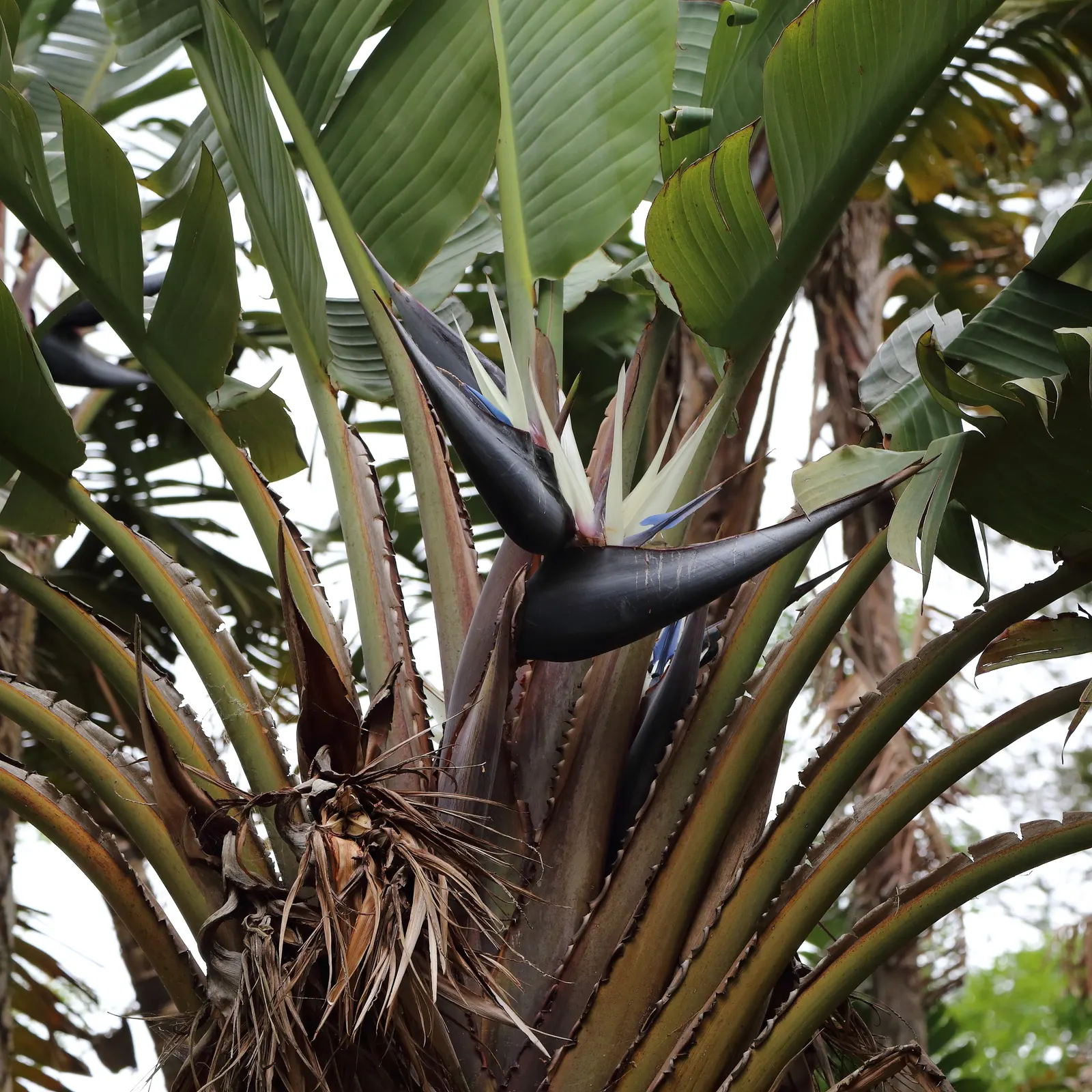 Giant White Bird Of Paradise (Strelitzia Nicolai) — with a bluish-green hue and a glossy finish that contribute to its lush; shrub / tree for full, image 93