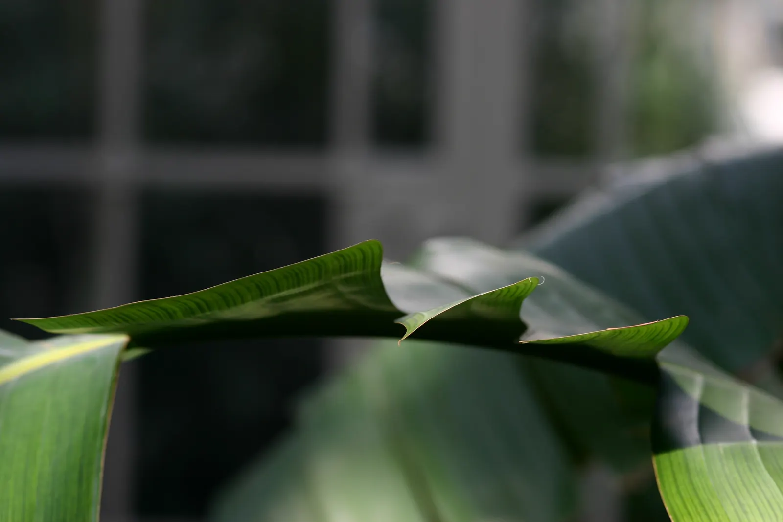 Giant White Bird Of Paradise (Strelitzia Nicolai) — Moreover, due to its size, consider the plant's shading impact on the surrounding flora; this evergreen