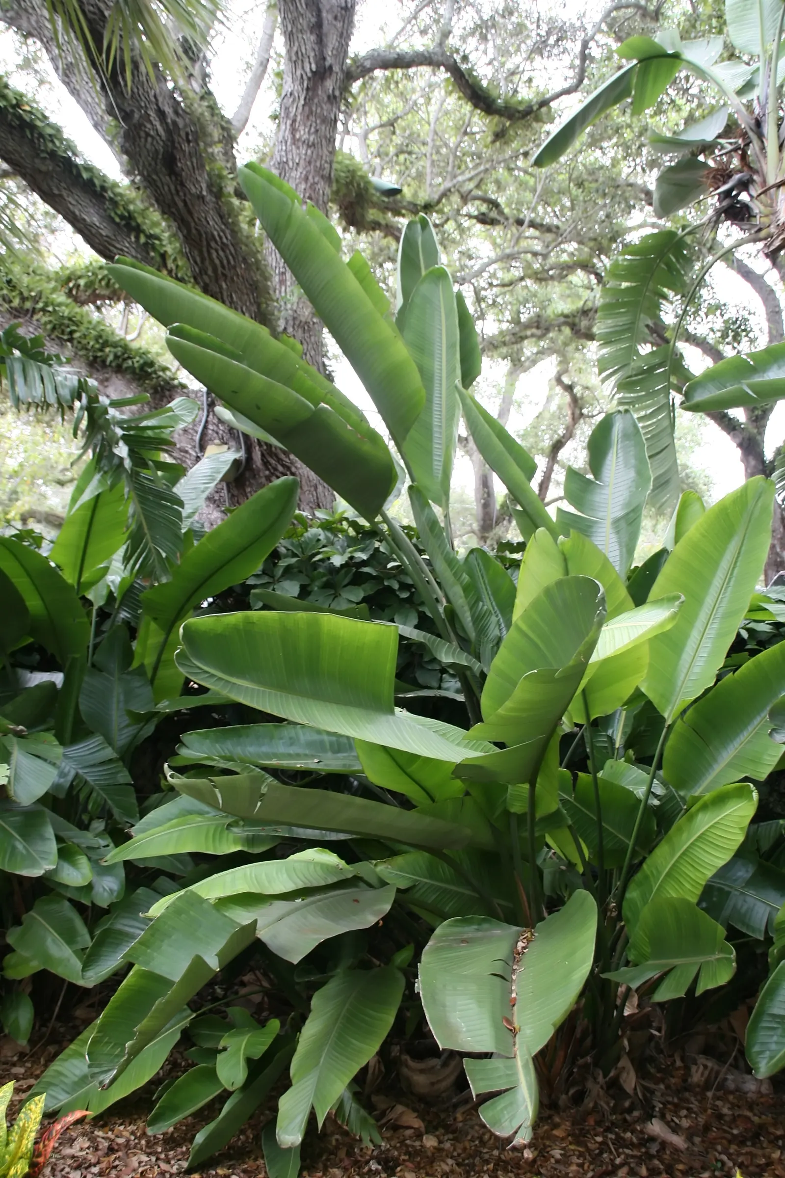 Giant White Bird Of Paradise (Strelitzia Nicolai) — Its striking blue and white flowers resemble an exotic bird, offering a tropical flair; the, image 83