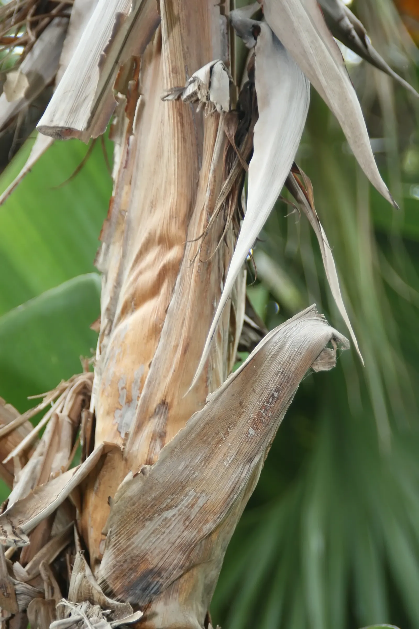 Giant White Bird Of Paradise (Strelitzia Nicolai) — shrub / tree for full or half; moreover, due to its size, consider the plant's shading impact, image 81