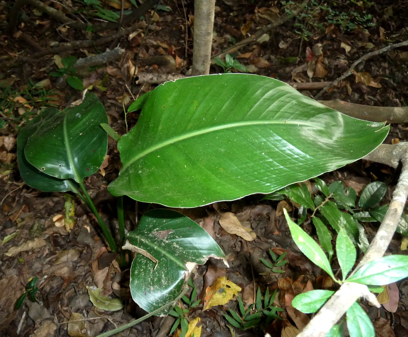 Giant White Bird Of Paradise (Strelitzia Nicolai) — The leaves themselves can grow to an impressive 5 to 8 feet in length and 2 to 3 feet in width, image 119
