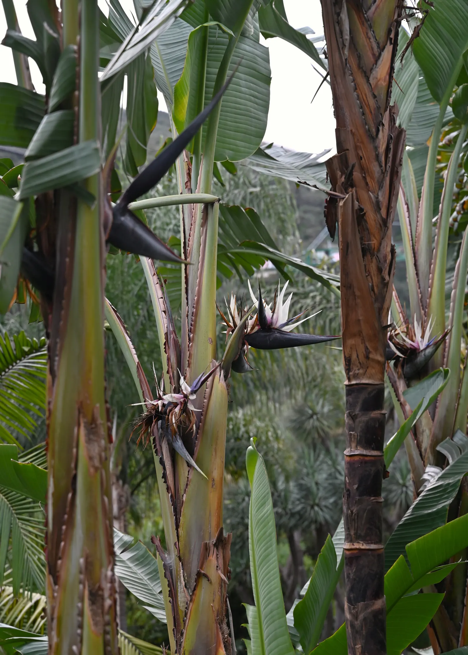 Giant White Bird Of Paradise (Strelitzia Nicolai) — they are quite the spectacle when they appear; strelitzia nicolai blooms with white and blue, image 99