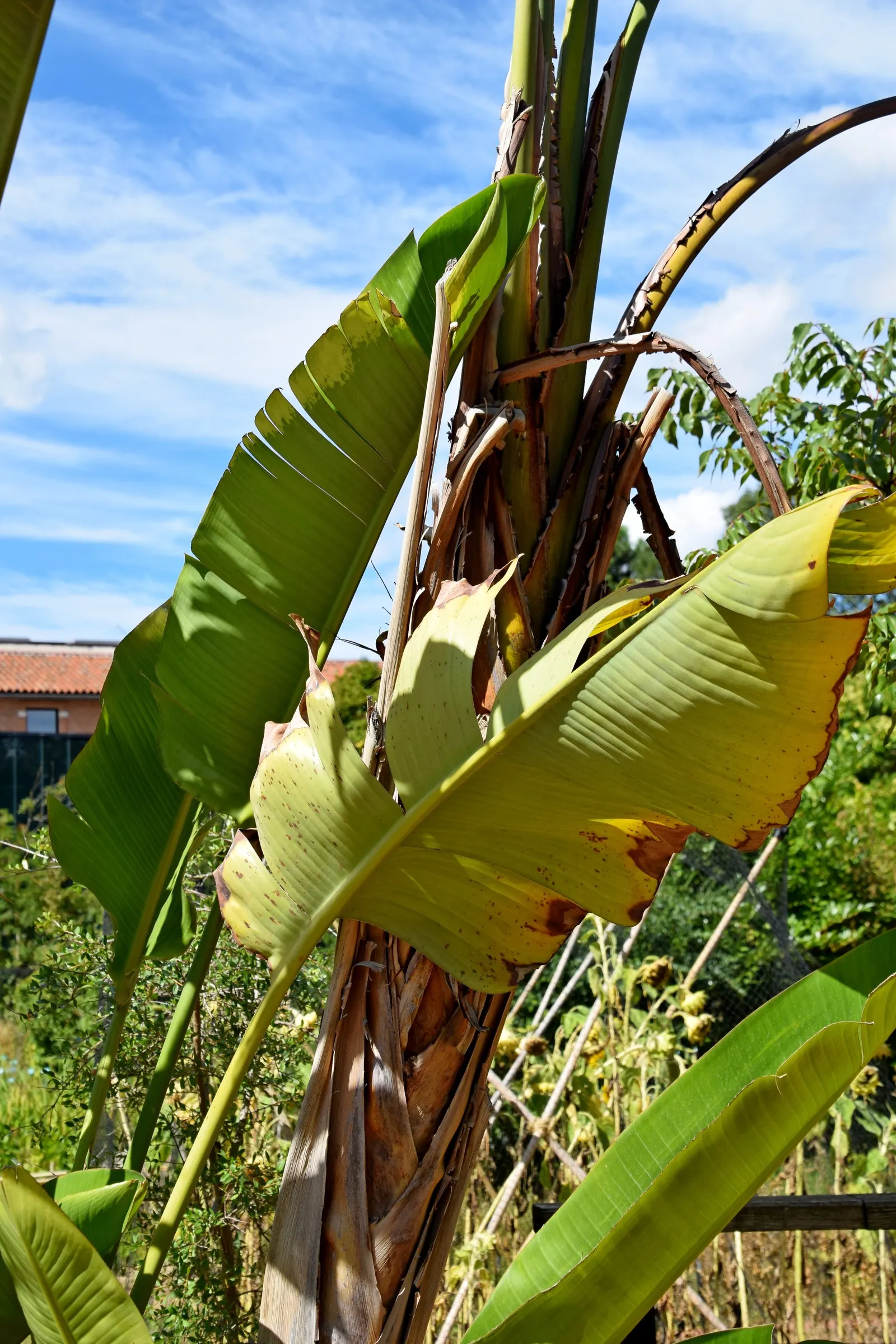 Giant White Bird Of Paradise (Strelitzia Nicolai) — white flowers in the garden