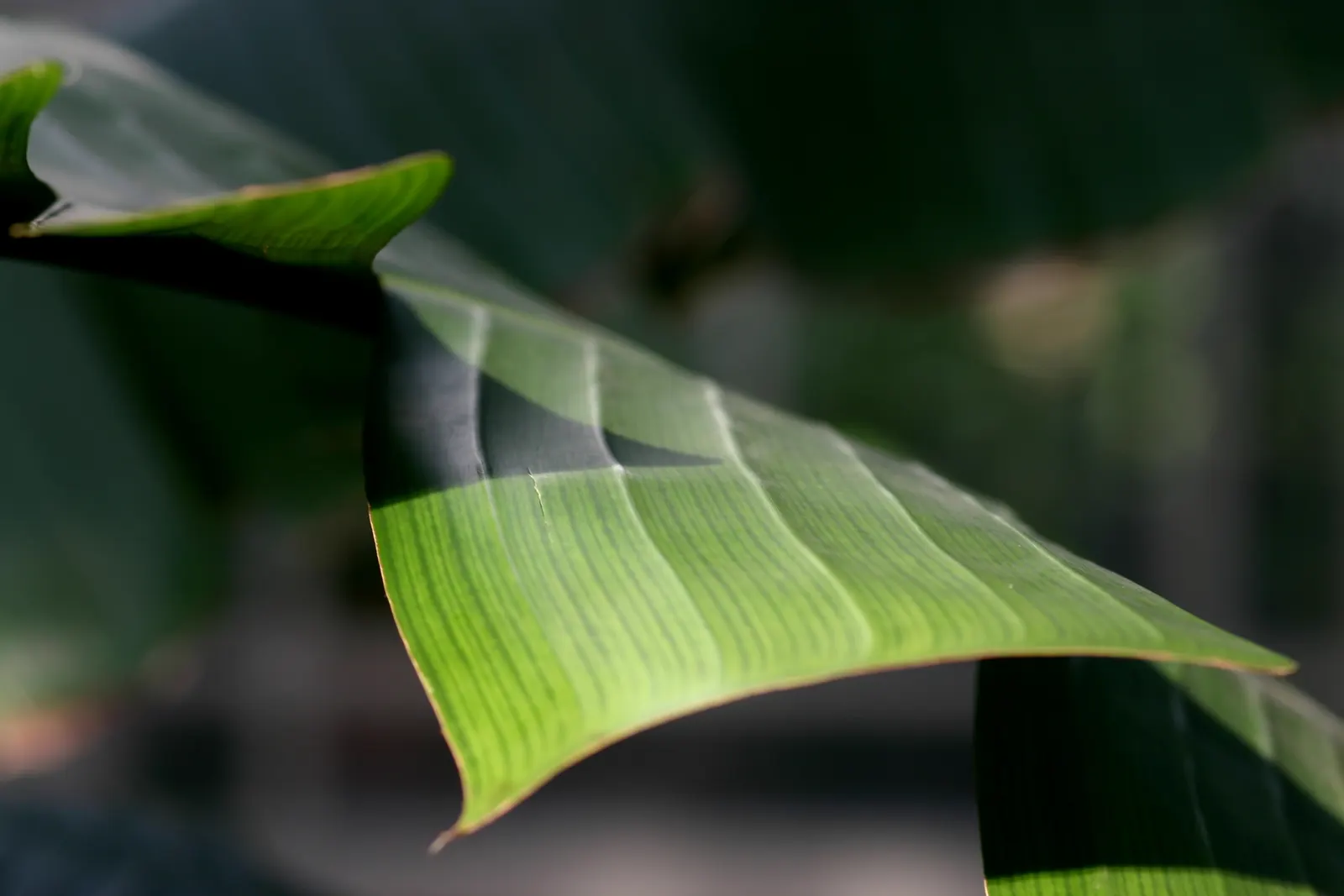 Giant White Bird Of Paradise (Strelitzia Nicolai) — They split from wind and environmental stress; its grand stature can reach a height of up to 20, image 94