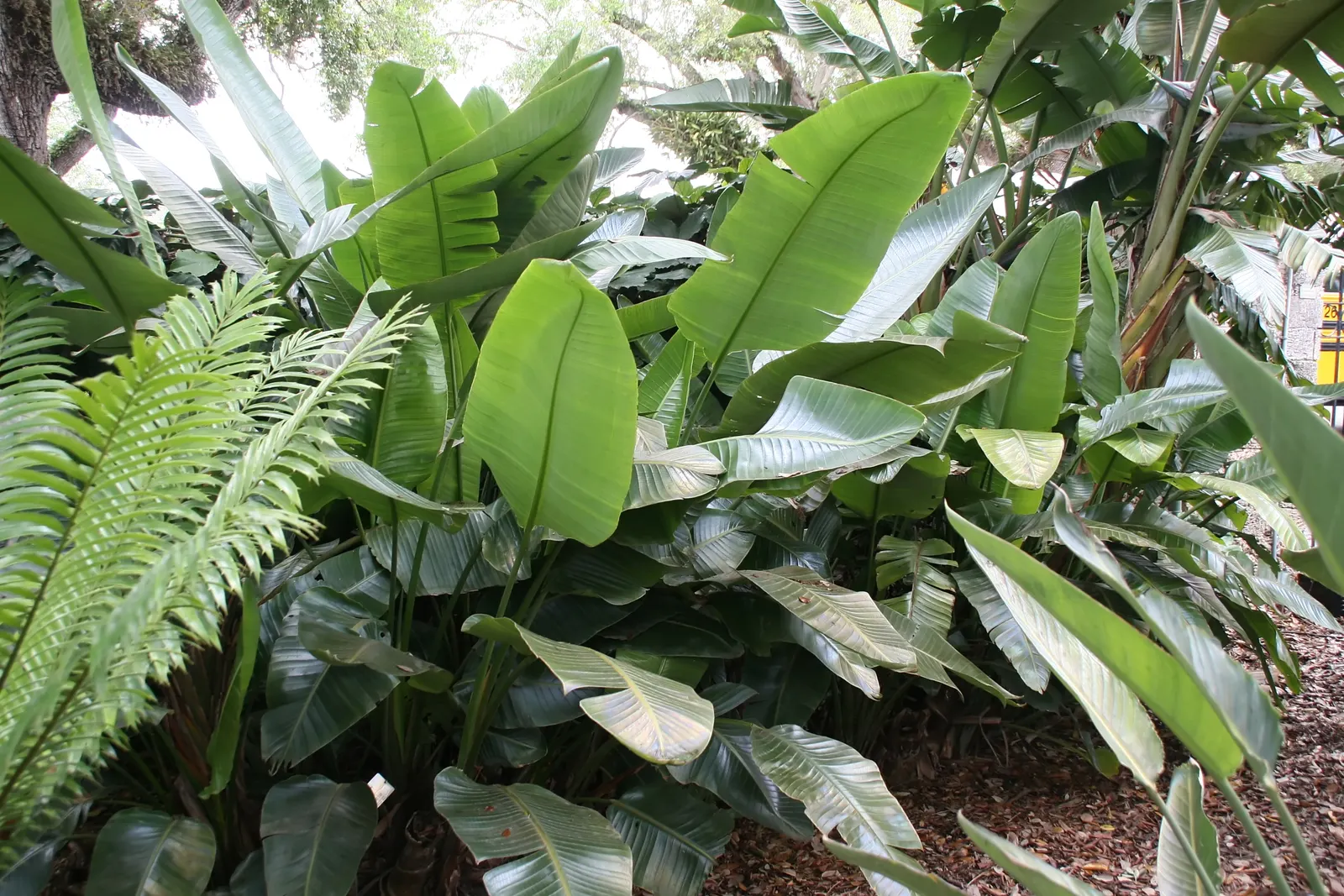 Giant White Bird Of Paradise (Strelitzia Nicolai) — Moreover, due to its size, consider the plant's shading impact on the surrounding flora; this, image 105
