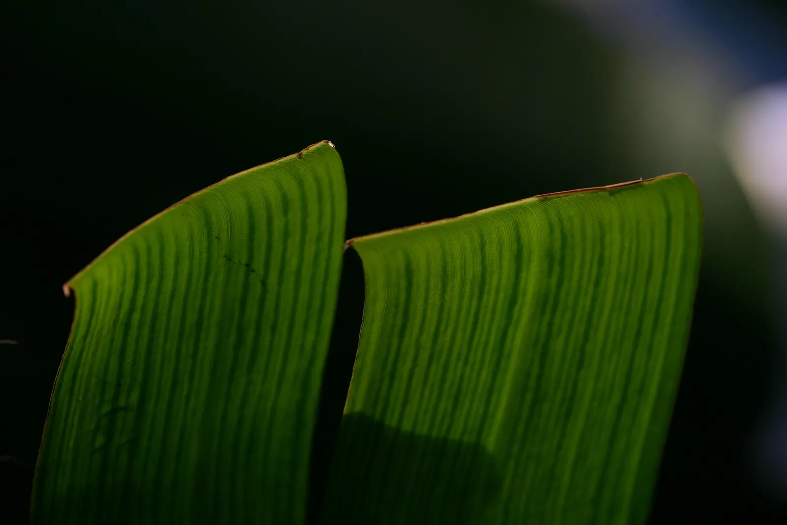Giant White Bird Of Paradise (Strelitzia Nicolai) — requiring well-drained soil conditions; its striking blue and white flowers resemble an exotic, image 101