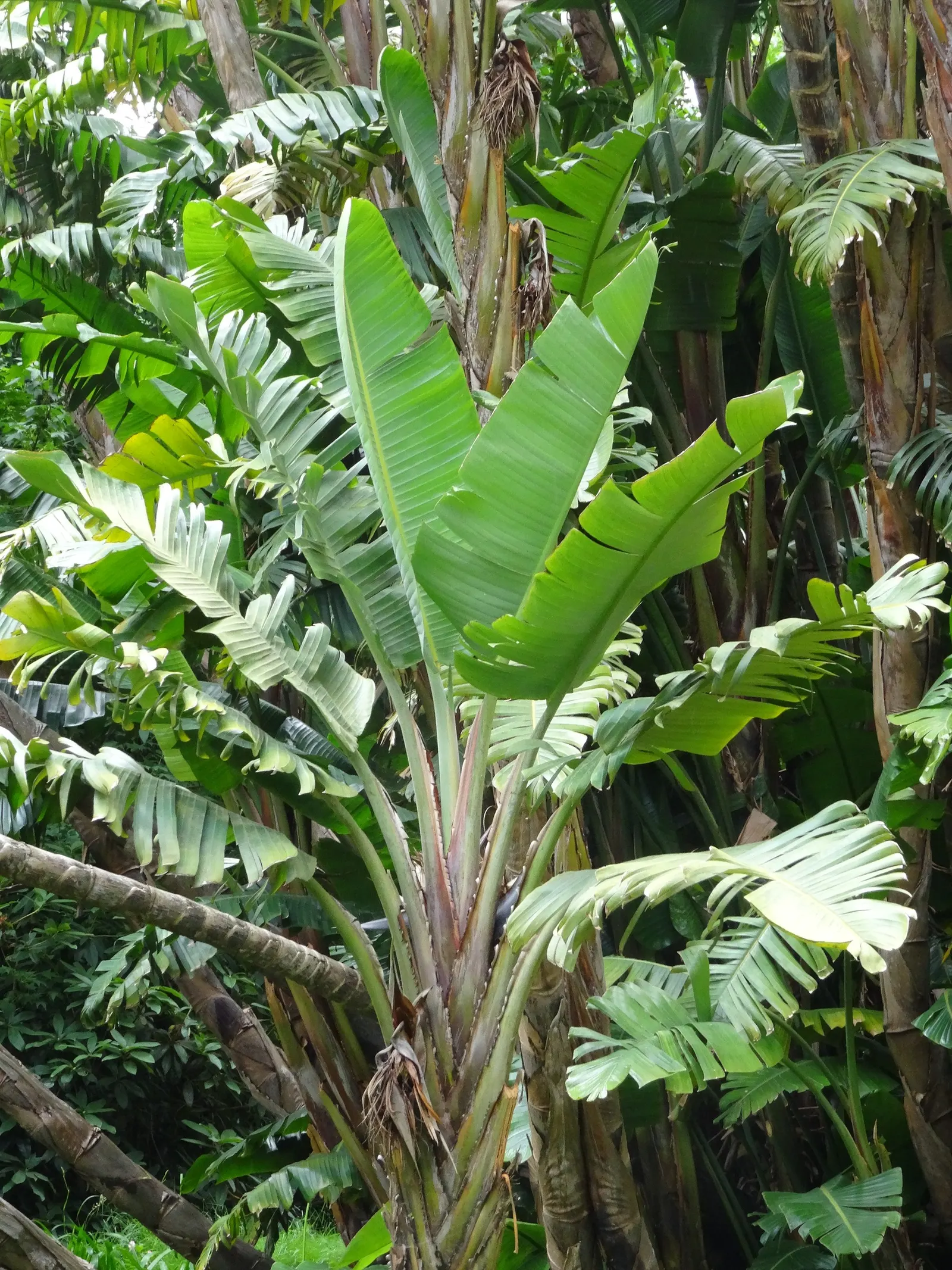 Giant White Bird Of Paradise (Strelitzia Nicolai) — it requires space to accommodate its spread of 6-10 ft; white flowers in the garden, image 58