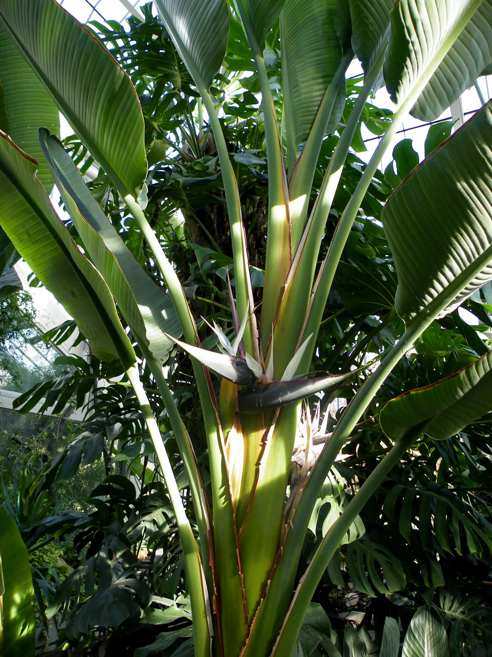 Giant White Bird Of Paradise (Strelitzia Nicolai) — they are quite the spectacle when they appear