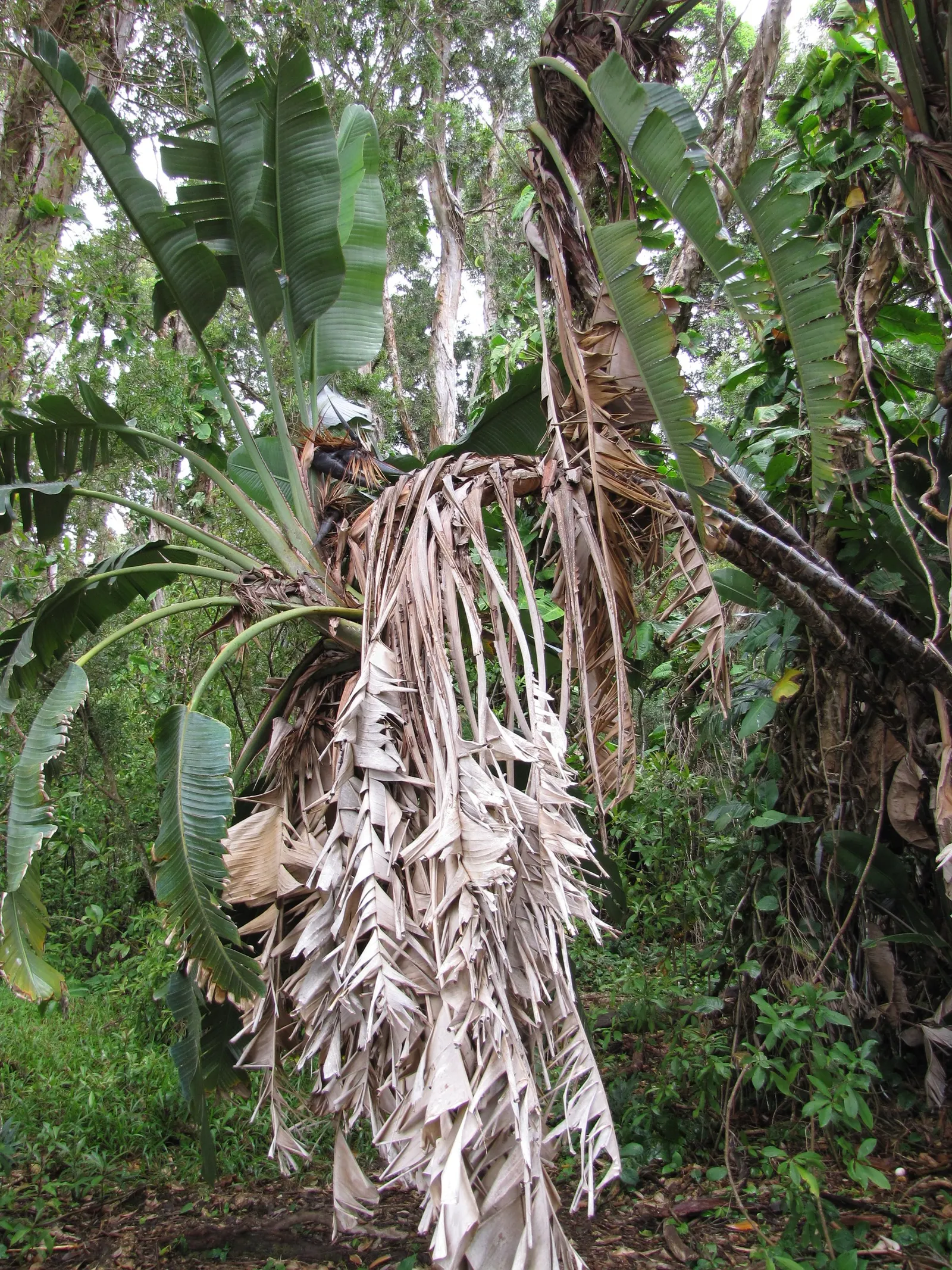 Giant White Bird Of Paradise (Strelitzia Nicolai) — The Giant White Bird of Paradise, or Strelitzia nicolai, is an imposing, tropical plant native, image 87