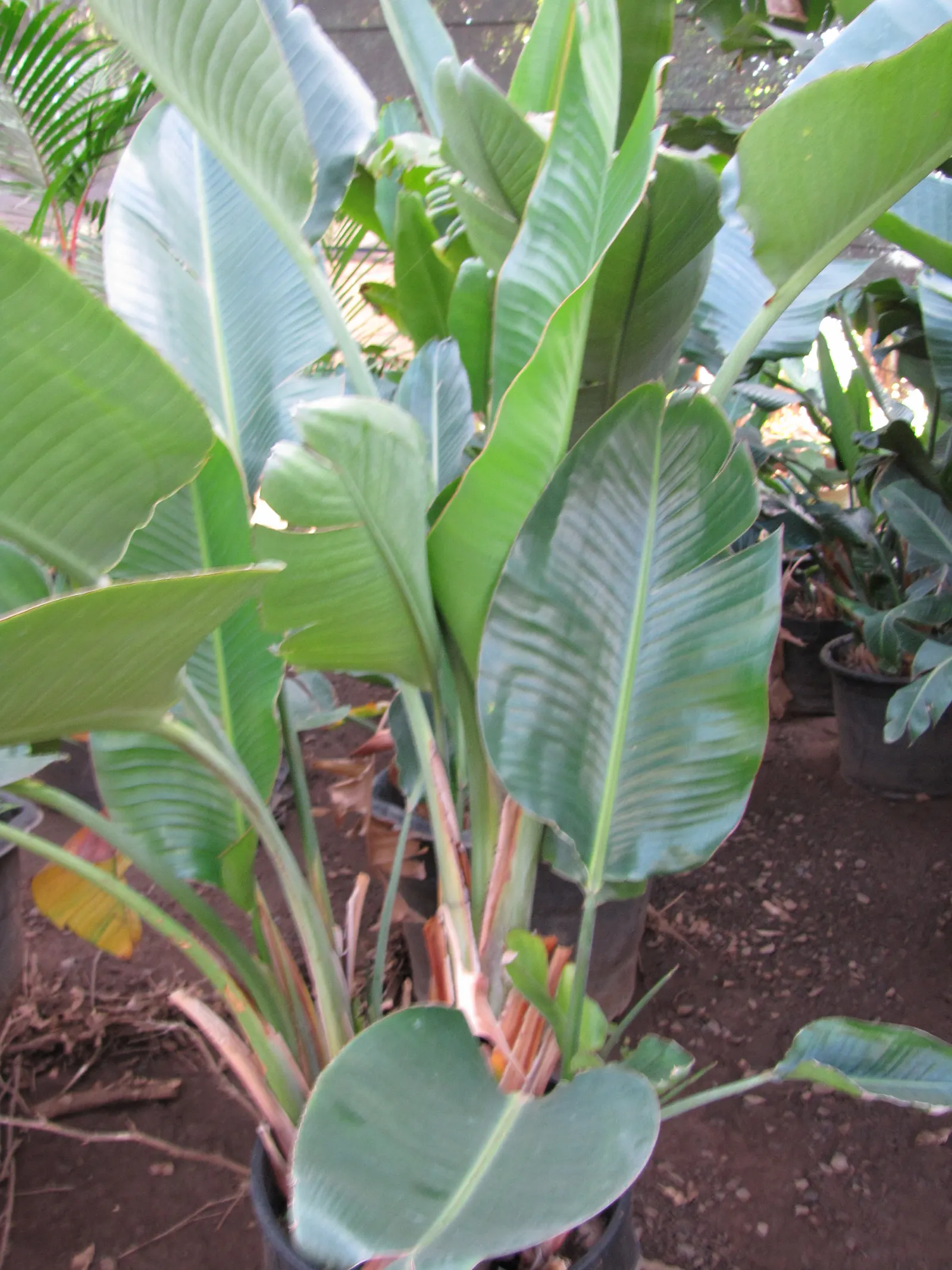 Giant White Bird Of Paradise (Strelitzia Nicolai) — Its striking blue and white flowers resemble an exotic bird, offering a tropical flair; the leaves