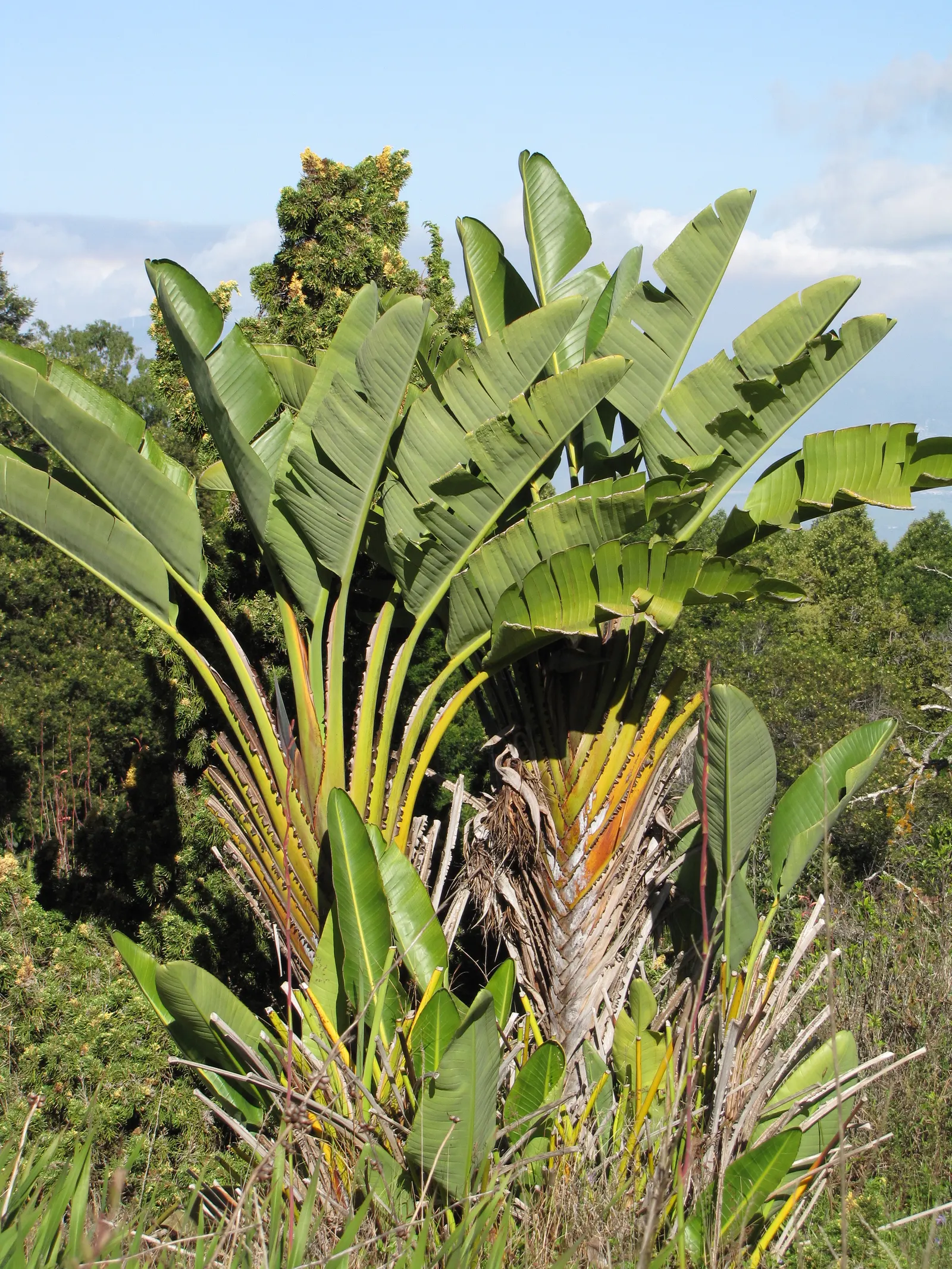 Giant White Bird Of Paradise (Strelitzia Nicolai) — While it is relatively drought-tolerant once established, moderate watering supports optimal, image 75