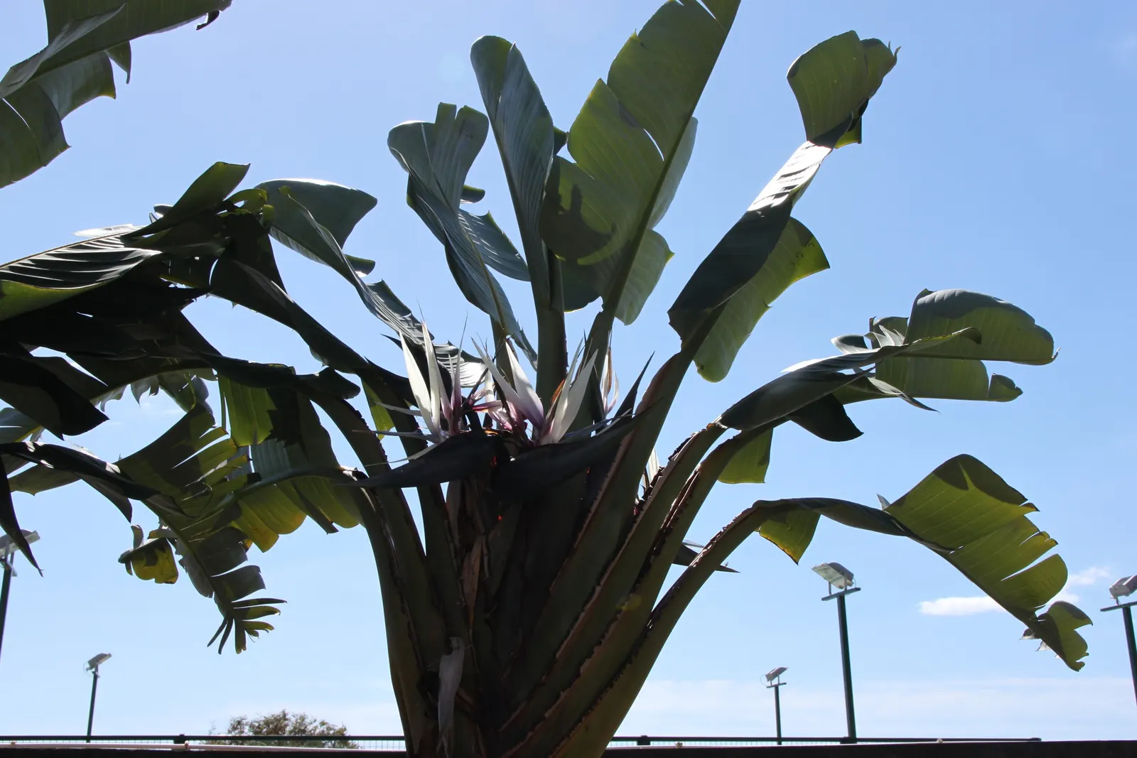 Giant White Bird Of Paradise (Strelitzia Nicolai) — with a bluish-green hue and a glossy finish that contribute to its lush