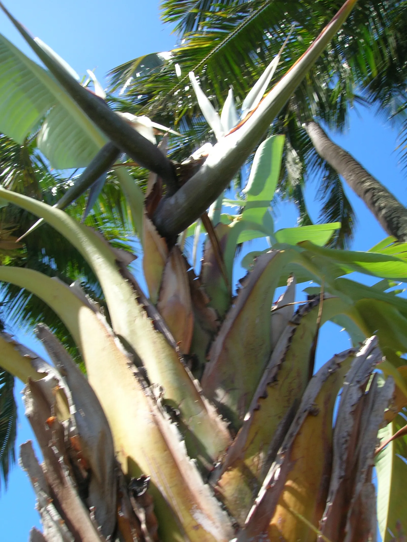 Giant White Bird Of Paradise (Strelitzia Nicolai) — The Giant White Bird of Paradise, or Strelitzia nicolai, is an imposing, tropical plant native, image 114