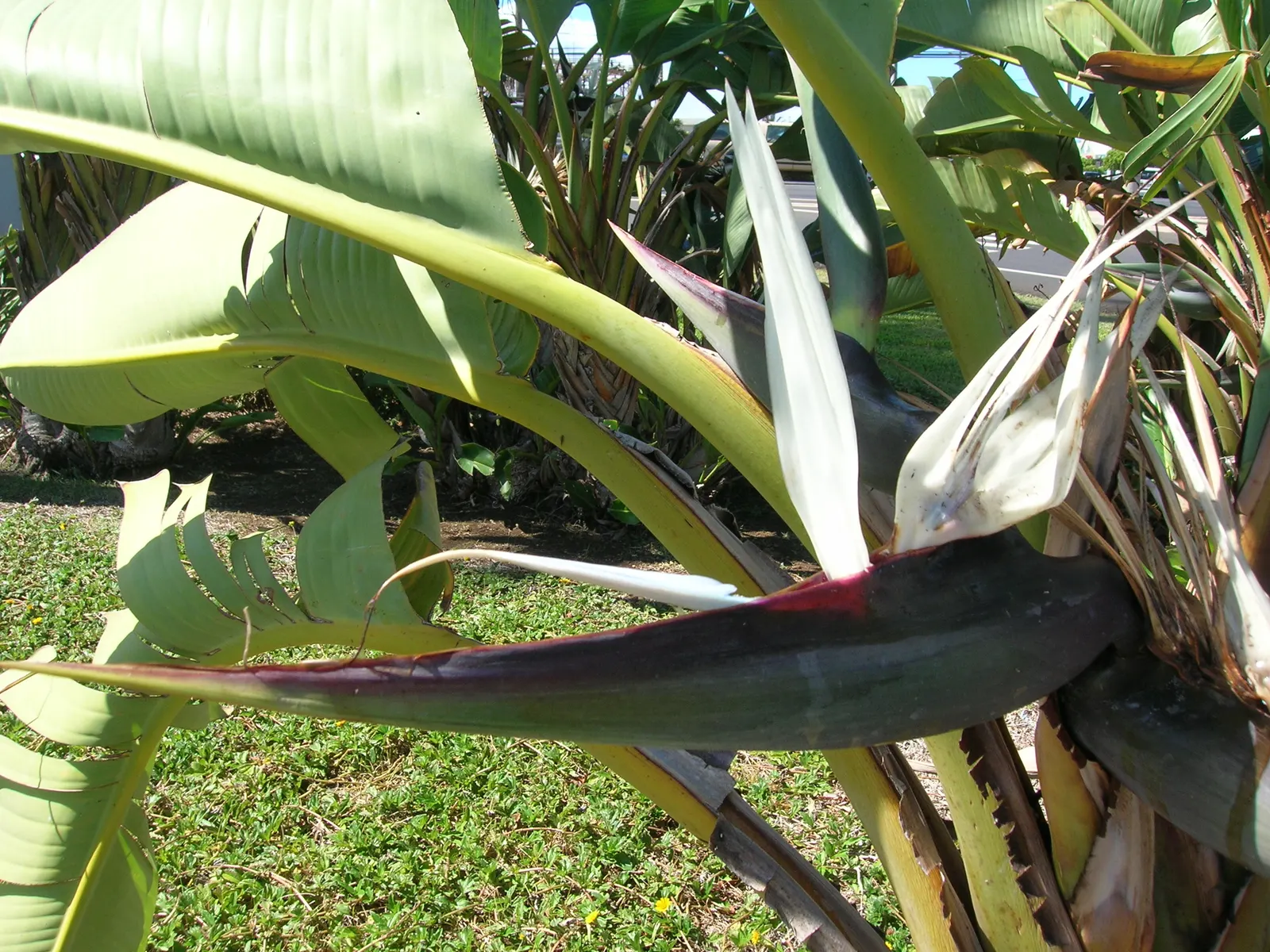 Giant White Bird Of Paradise (Strelitzia Nicolai) — resembling the head of an exotic bird; paddle-shaped leaves that reach up to 8 ft long, image 70