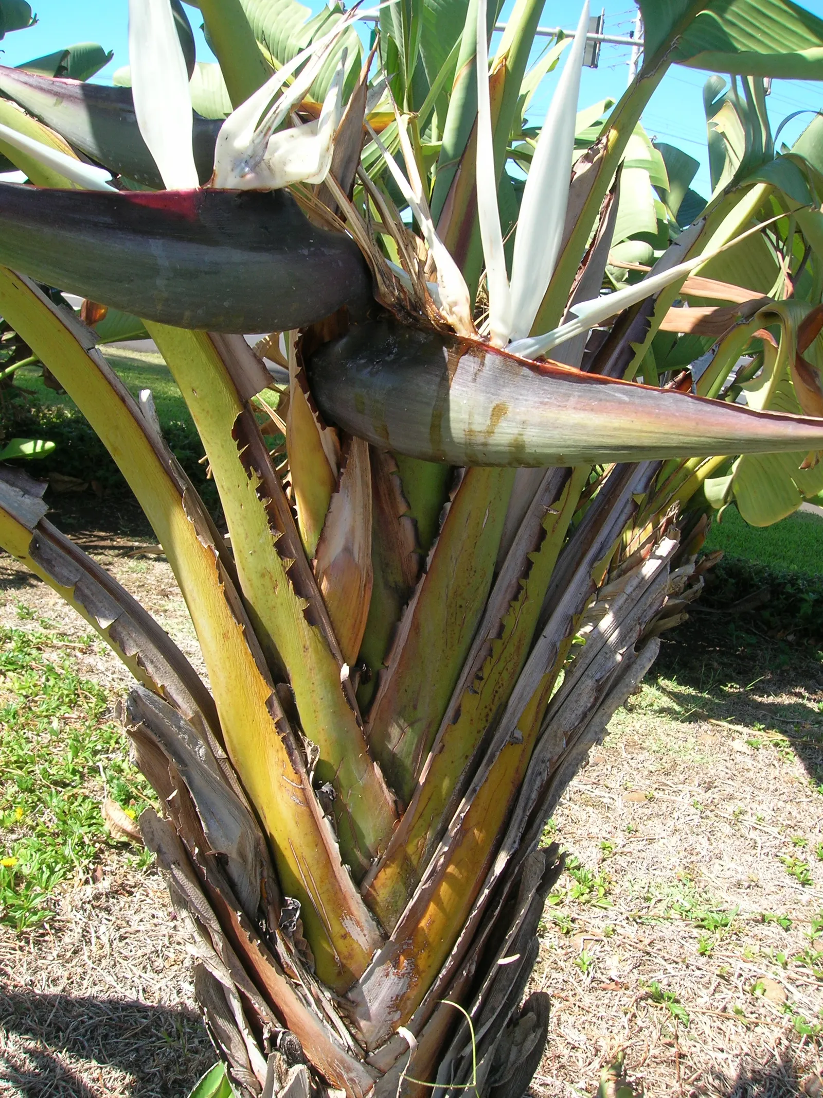 Giant White Bird Of Paradise (Strelitzia Nicolai) — particularly suitable for large open spaces that allow for its full development.<br><br>Adorned, image 36