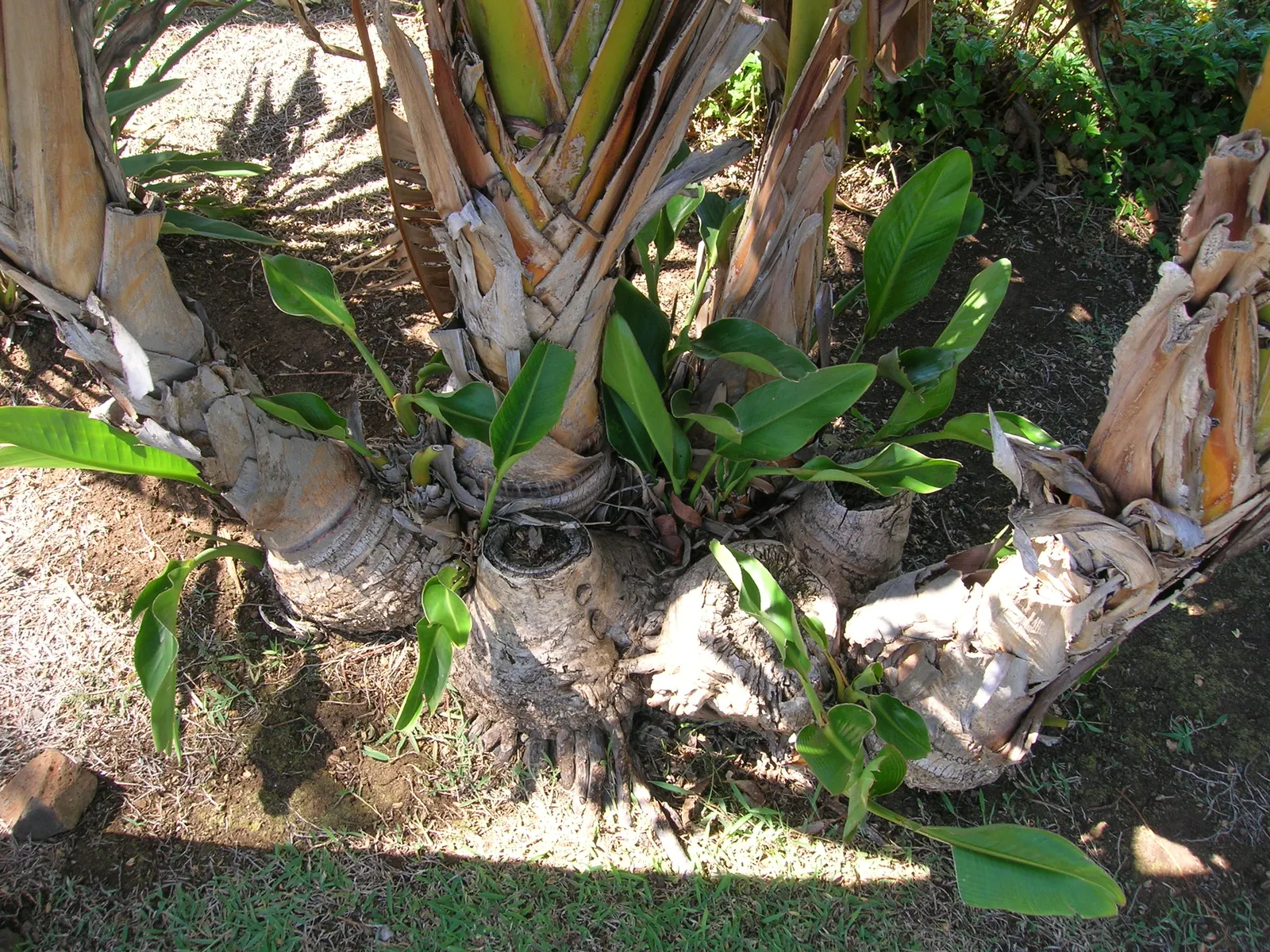 Giant White Bird Of Paradise (Strelitzia Nicolai) — shrub / tree for full or half; moreover, due to its size, consider the plant's shading impact, image 108