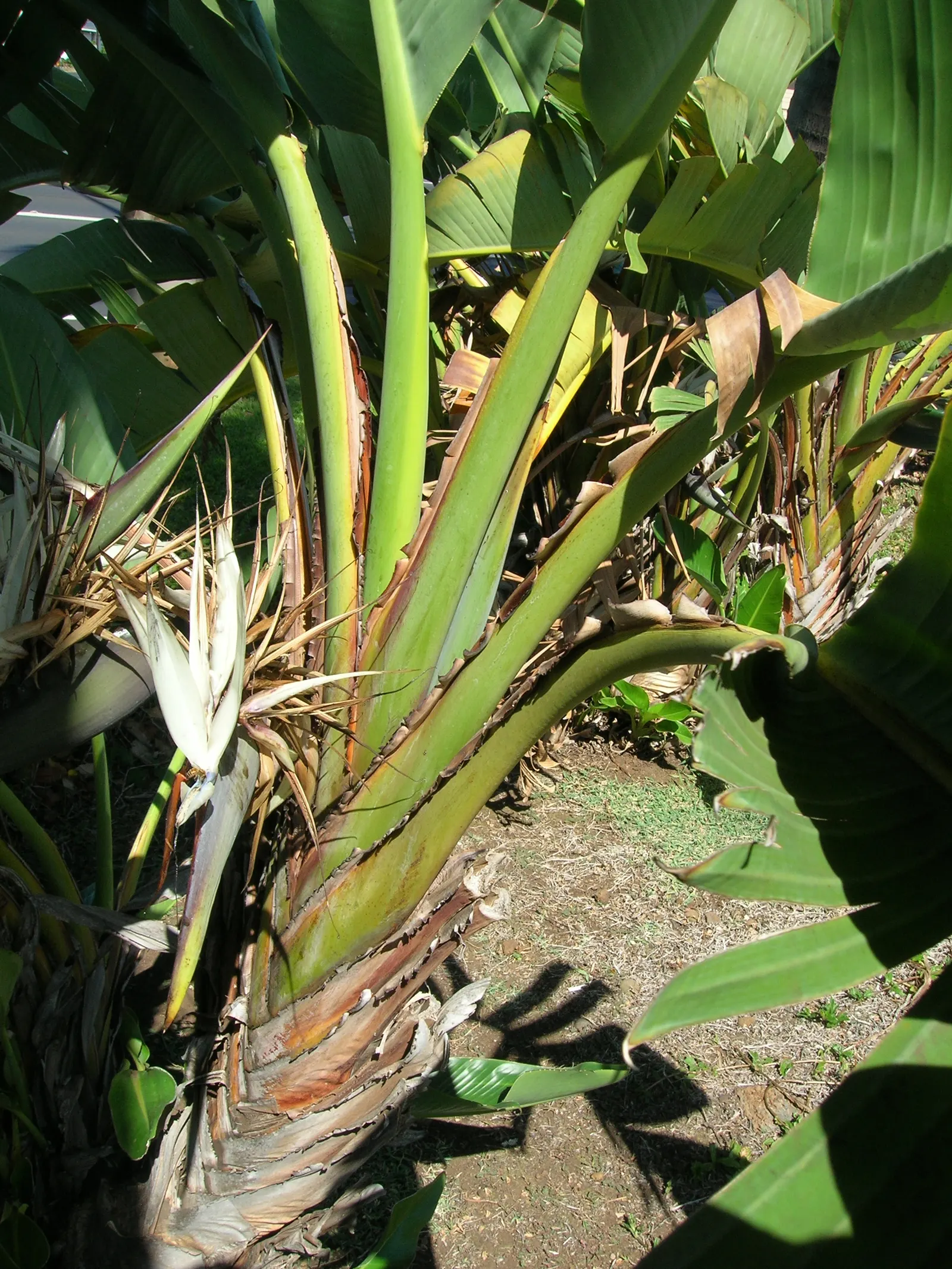 Giant White Bird Of Paradise (Strelitzia Nicolai) — particularly suitable for large open spaces that allow for its full development.<br><br>Adorned, image 90