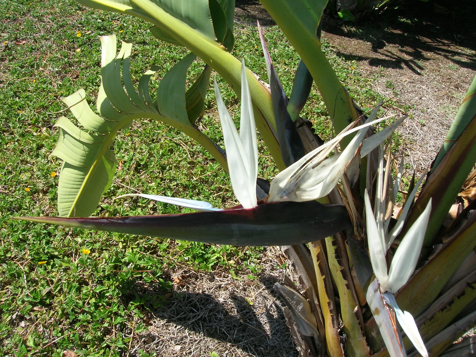 Giant White Bird Of Paradise (Strelitzia Nicolai) — Its grand stature can reach a height of up to 20 feet or more, with a spread of 6 to 10 feet