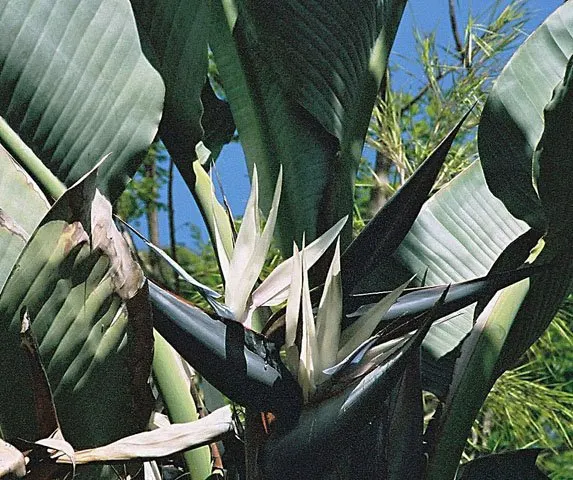 Giant White Bird Of Paradise (Strelitzia Nicolai) — the Giant White Bird of Paradise presents a robust silhouette; they split from wind and environmental stress