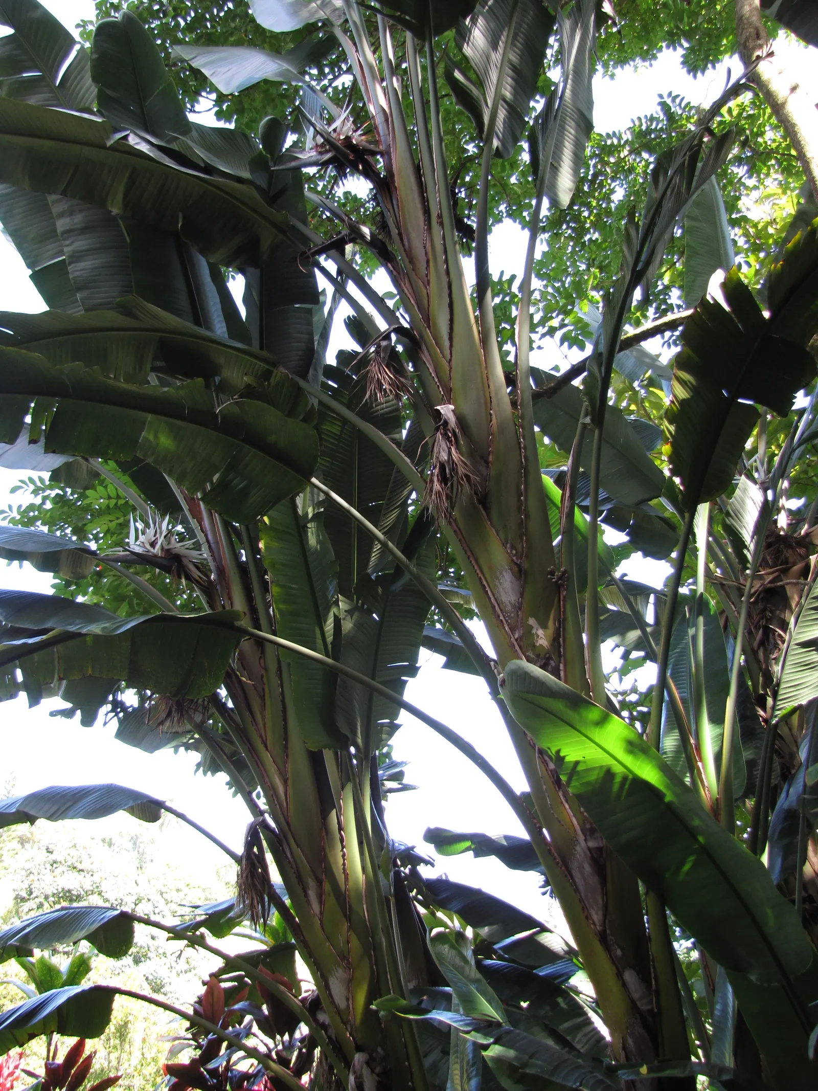 Giant White Bird Of Paradise (Strelitzia Nicolai) — Its striking blue and white flowers resemble an exotic bird, offering a tropical flair; the, image 110
