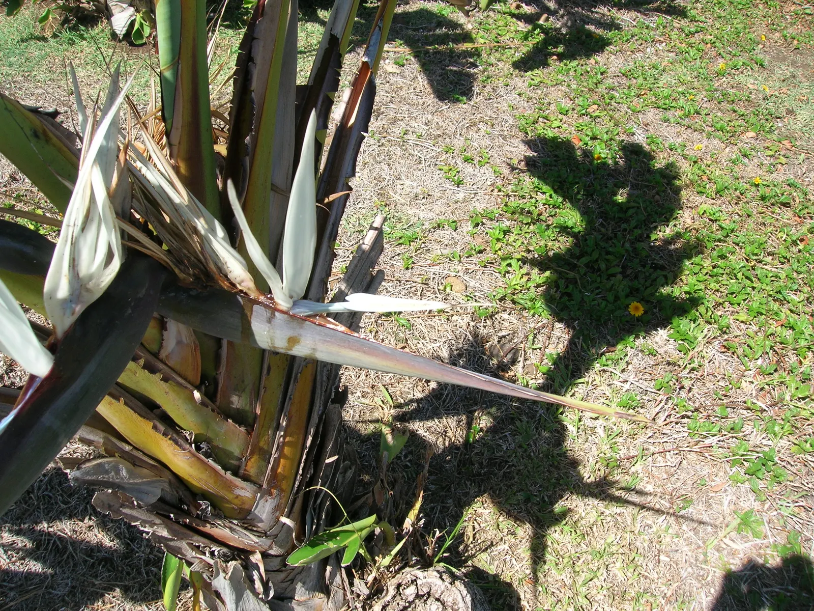 Giant White Bird Of Paradise (Strelitzia Nicolai) — While it is relatively drought-tolerant once established, moderate watering supports optimal growth