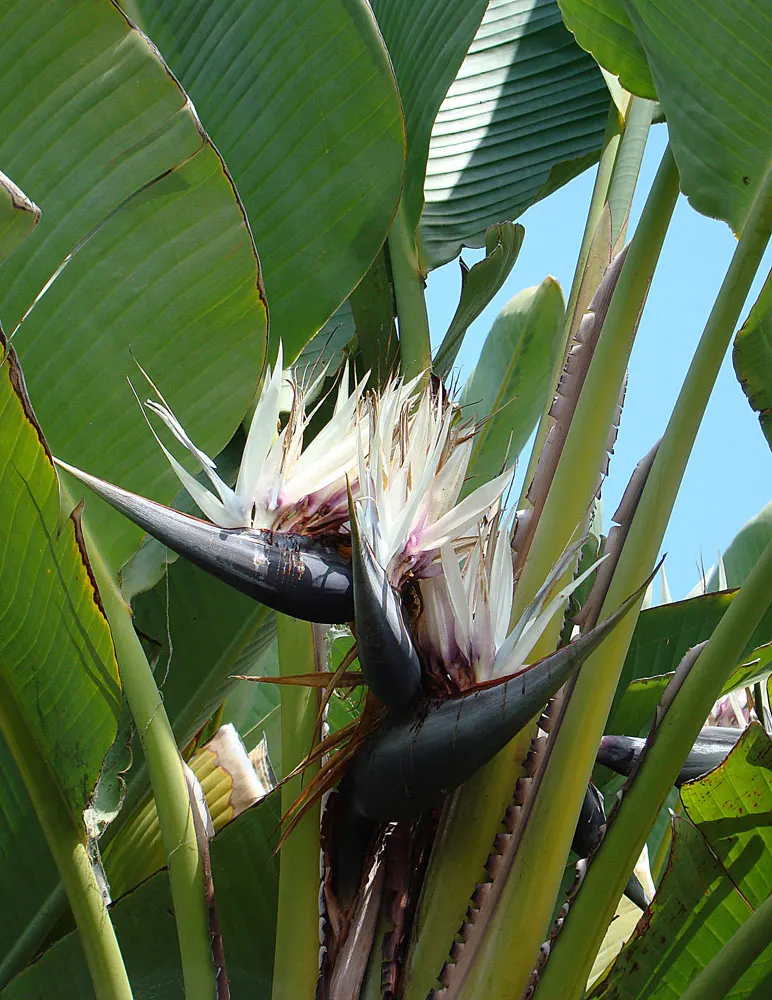 Giant White Bird Of Paradise (Strelitzia Nicolai) — requiring well-drained soil conditions; its striking blue and white flowers resemble an exotic bird
