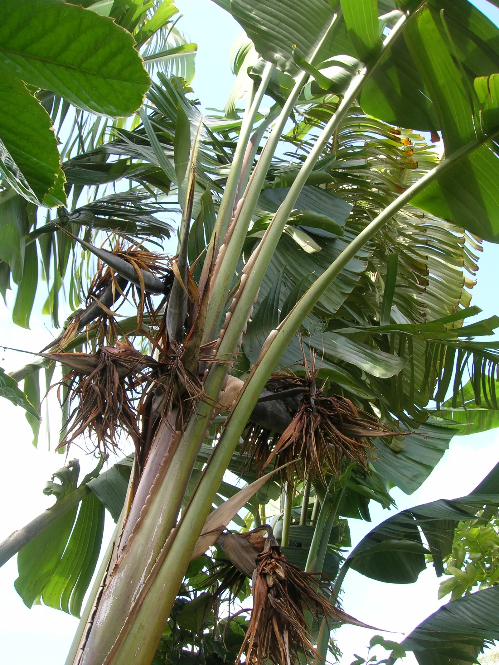 Giant White Bird Of Paradise (Strelitzia Nicolai) — The Giant White Bird of Paradise, or Strelitzia nicolai, is an imposing, tropical plant native, image 60