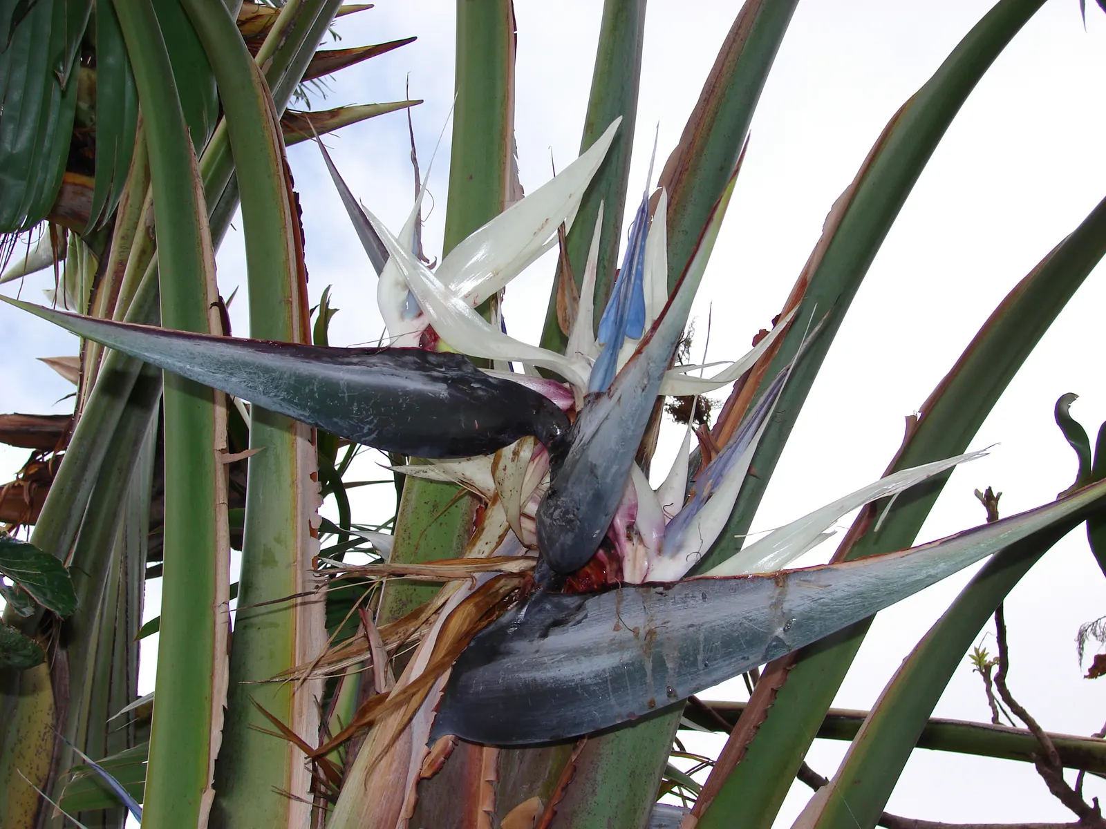 Giant White Bird Of Paradise (Strelitzia Nicolai) — with a bluish-green hue and a glossy finish that contribute to its lush; shrub / tree for full, image 66