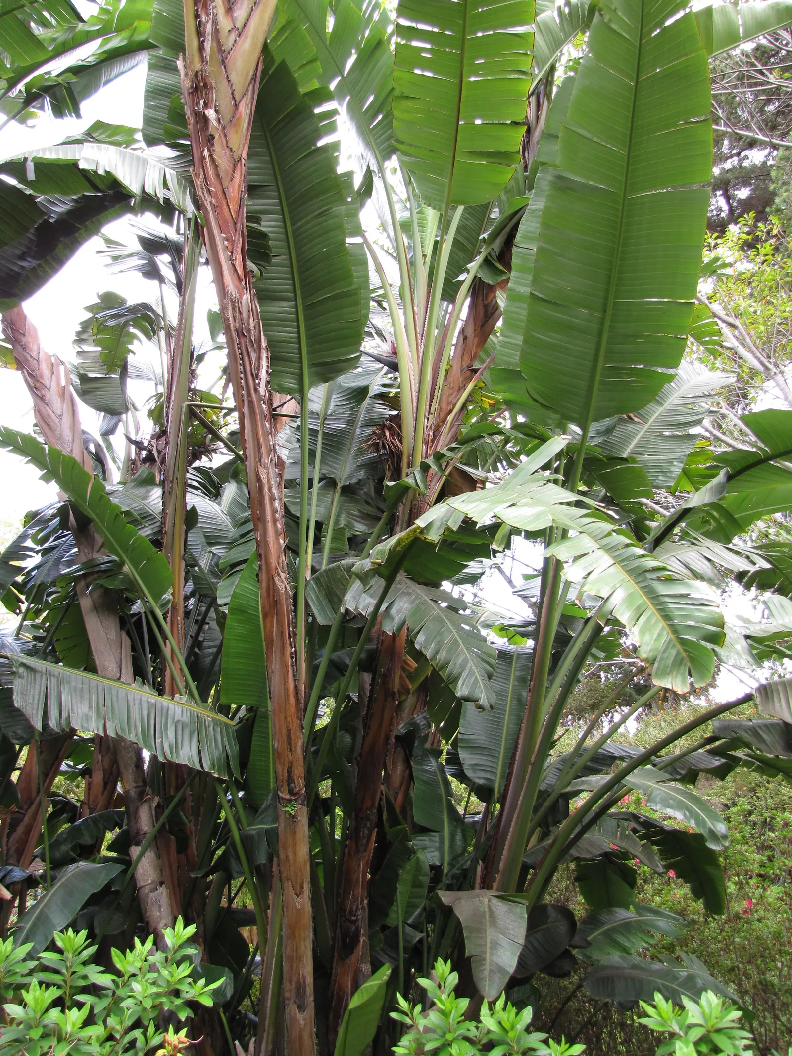 Giant White Bird Of Paradise (Strelitzia Nicolai) — with a bluish-green hue and a glossy finish that contribute to its lush; shrub / tree for full, image 120