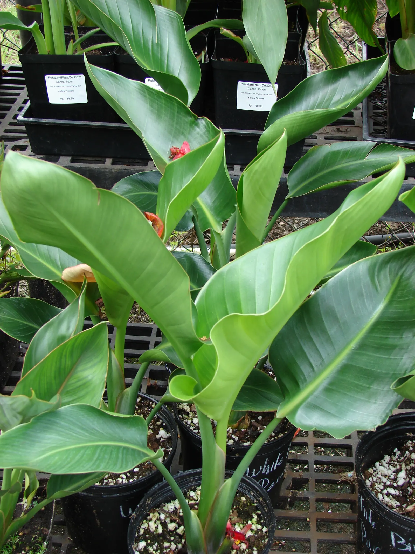 Giant White Bird Of Paradise (Strelitzia Nicolai) — resembling the head of an exotic bird; paddle-shaped leaves that reach up to 8 ft long, image 97