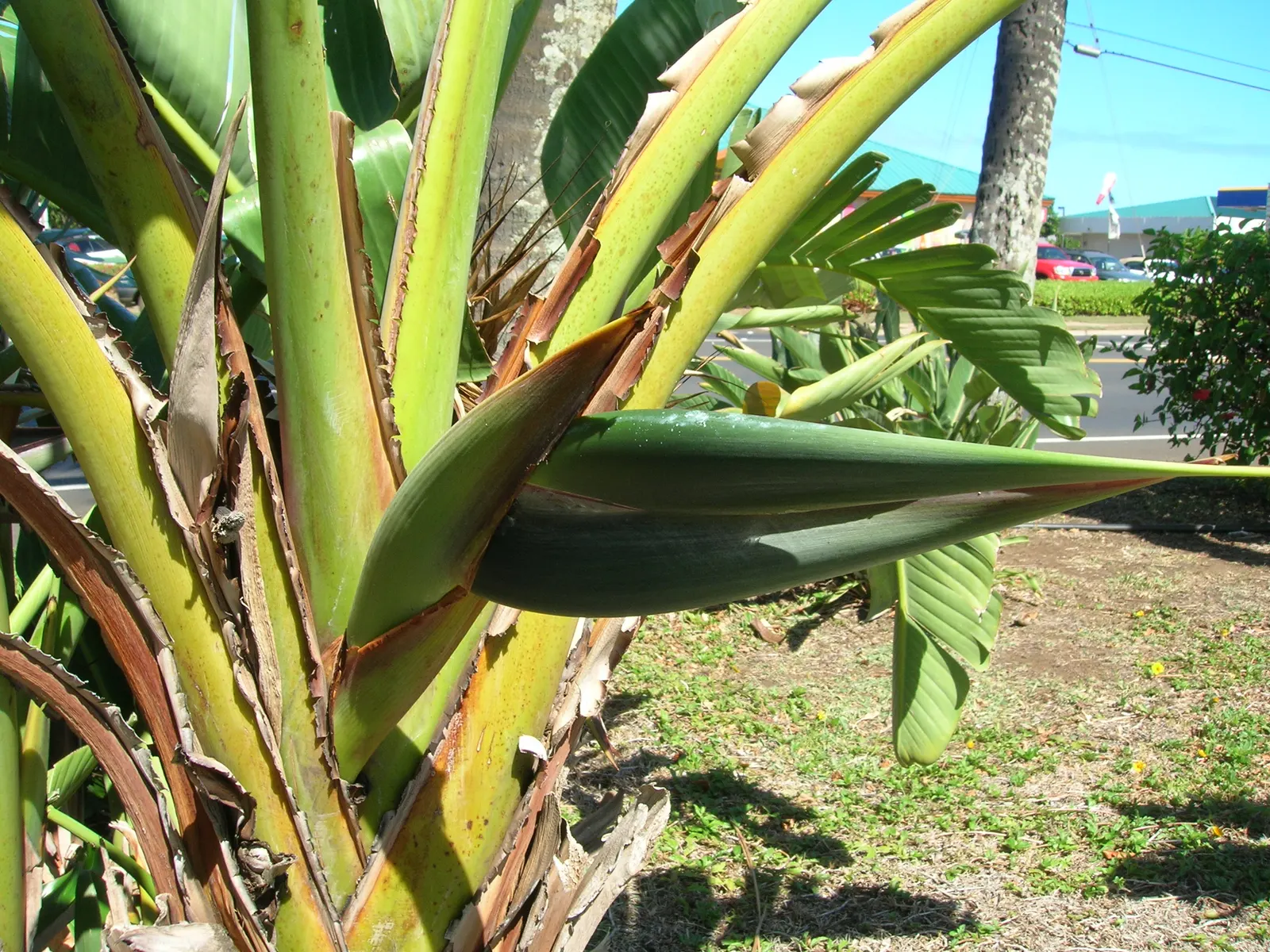 Giant White Bird Of Paradise (Strelitzia Nicolai) — Though blooms are more rarely seen in cooler regions; this makes the plant a striking focal, image 98