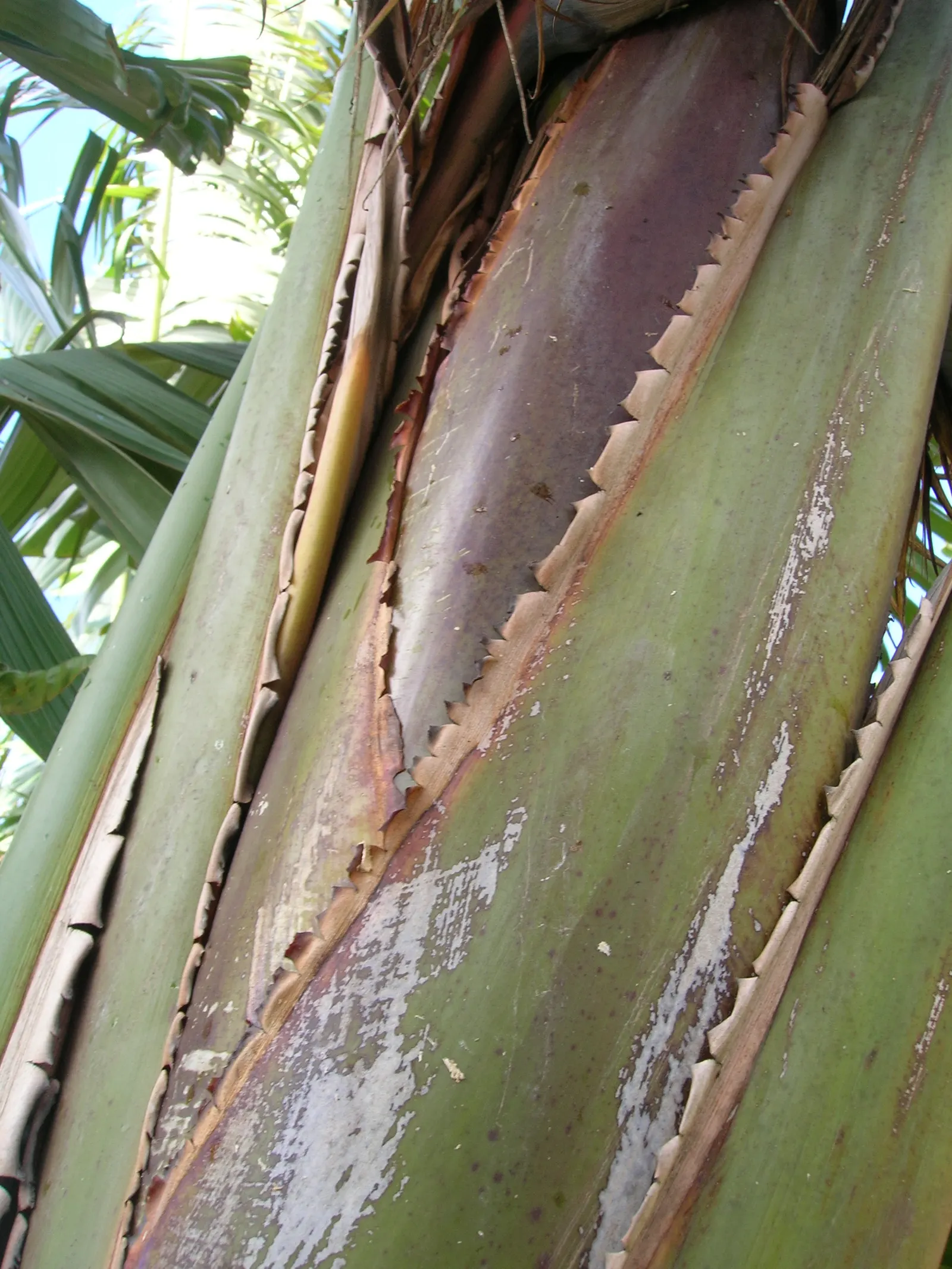 Giant White Bird Of Paradise (Strelitzia Nicolai) — Strelitzia nicolai prefers warm environments and is hardy in USDA zones 10 to 11; resembling, image 76