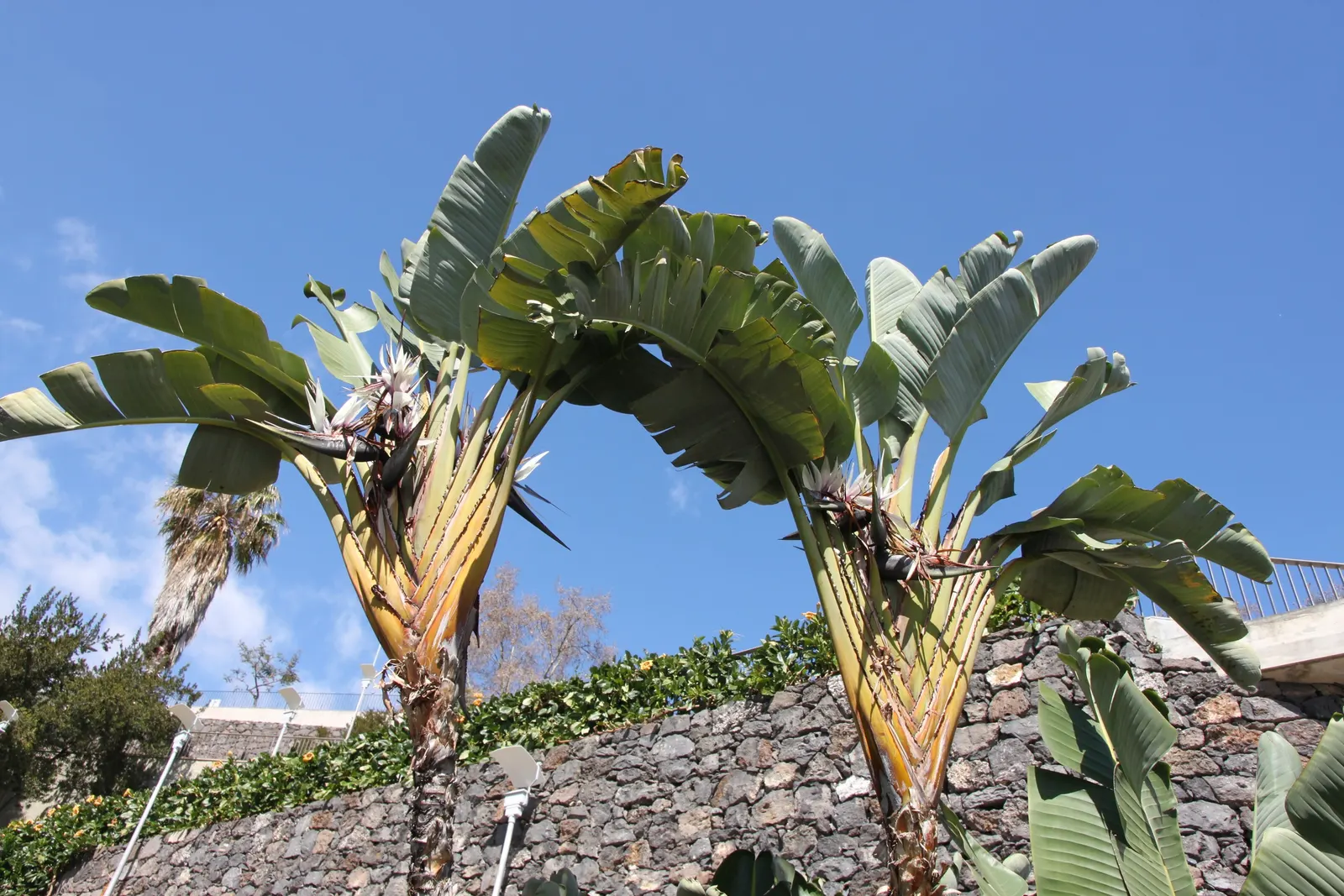 Giant White Bird Of Paradise (Strelitzia Nicolai) — typically in the late winter or spring.<br><br>This species thrives in full sun to partial shade